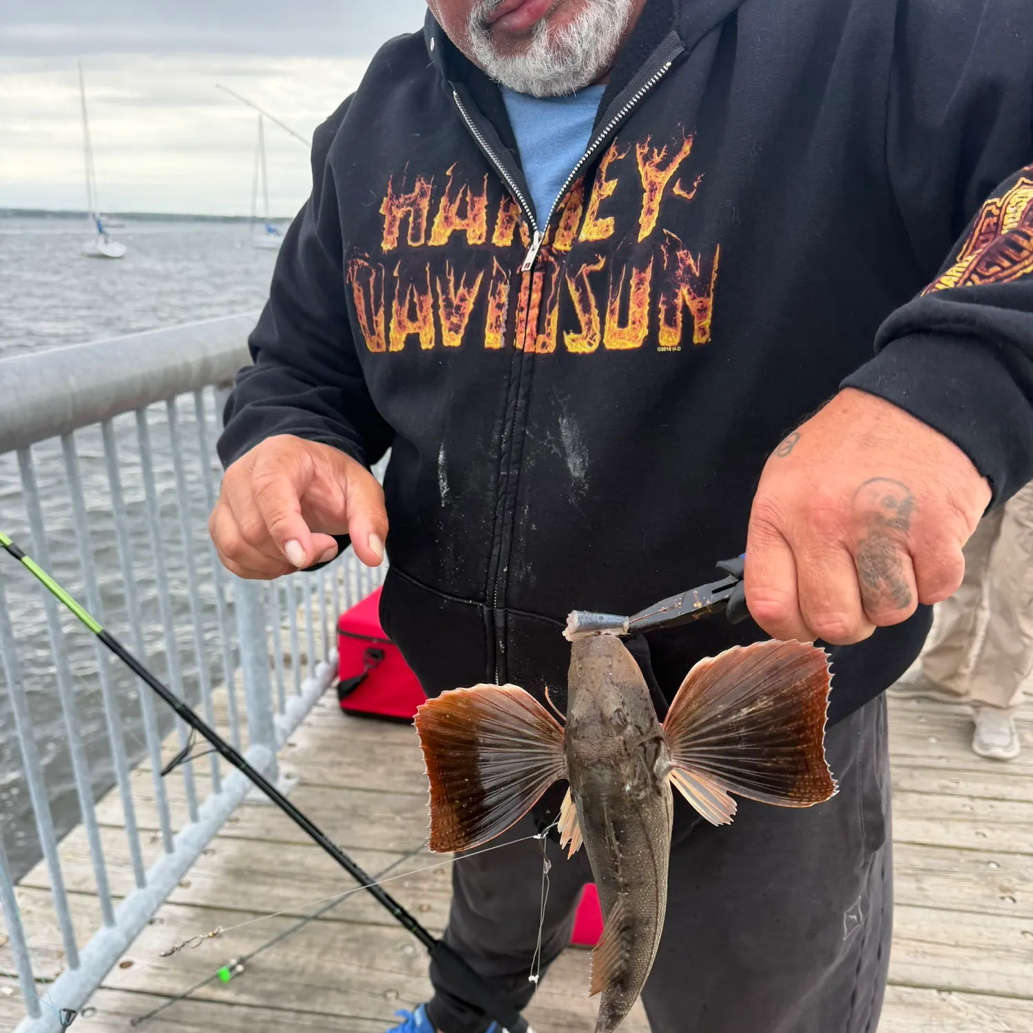 Striped searobin caught on Fishbrain