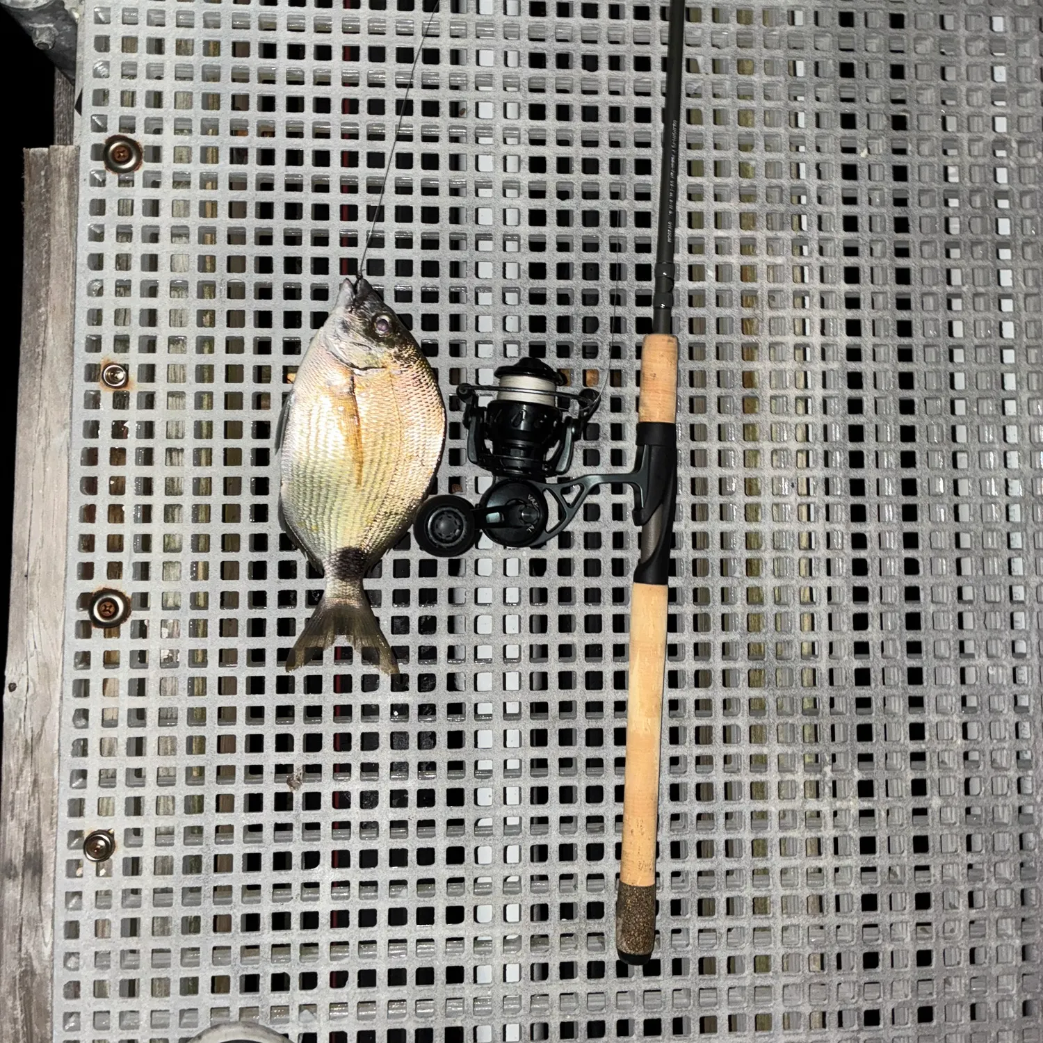 The most recent Spottail seabream catches on Fishbrain