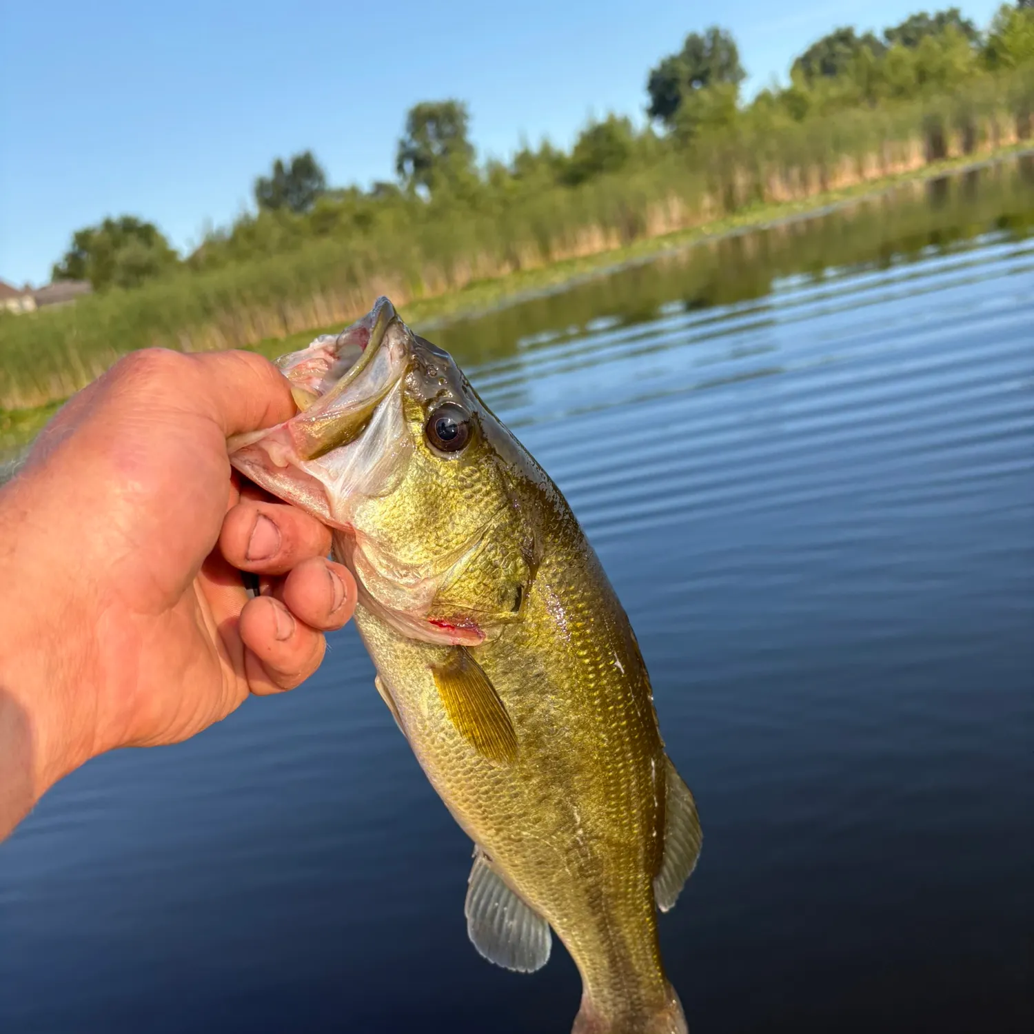 Largemouth bass caught on Fishbrain