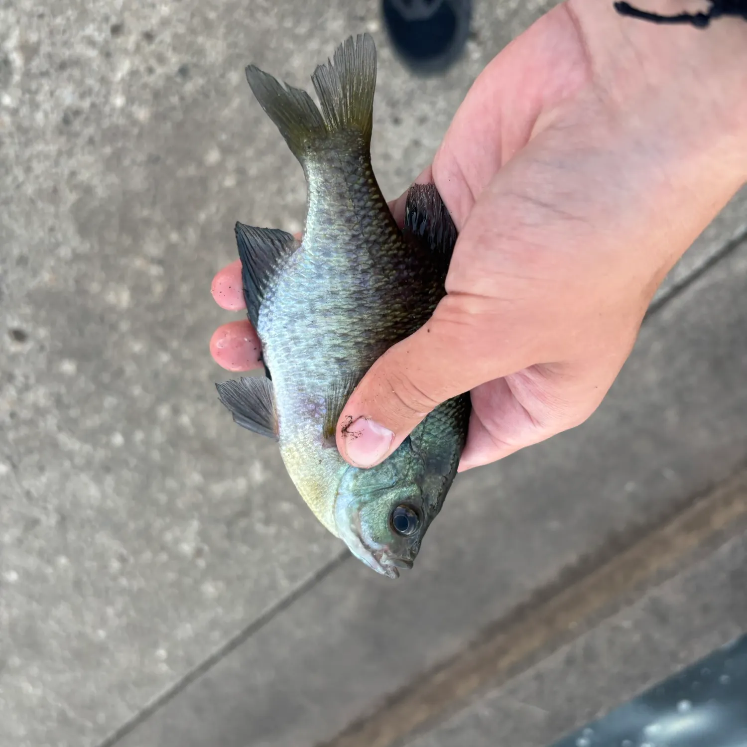 Bluegill caught on Fishbrain