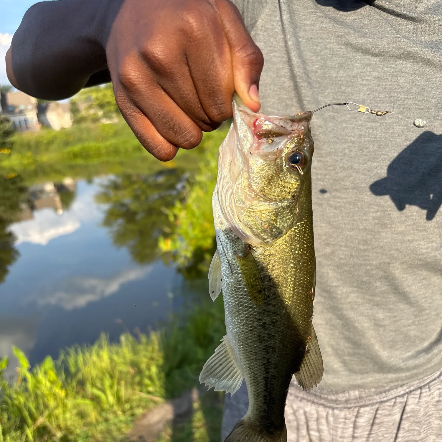 Largemouth bass caught on Fishbrain