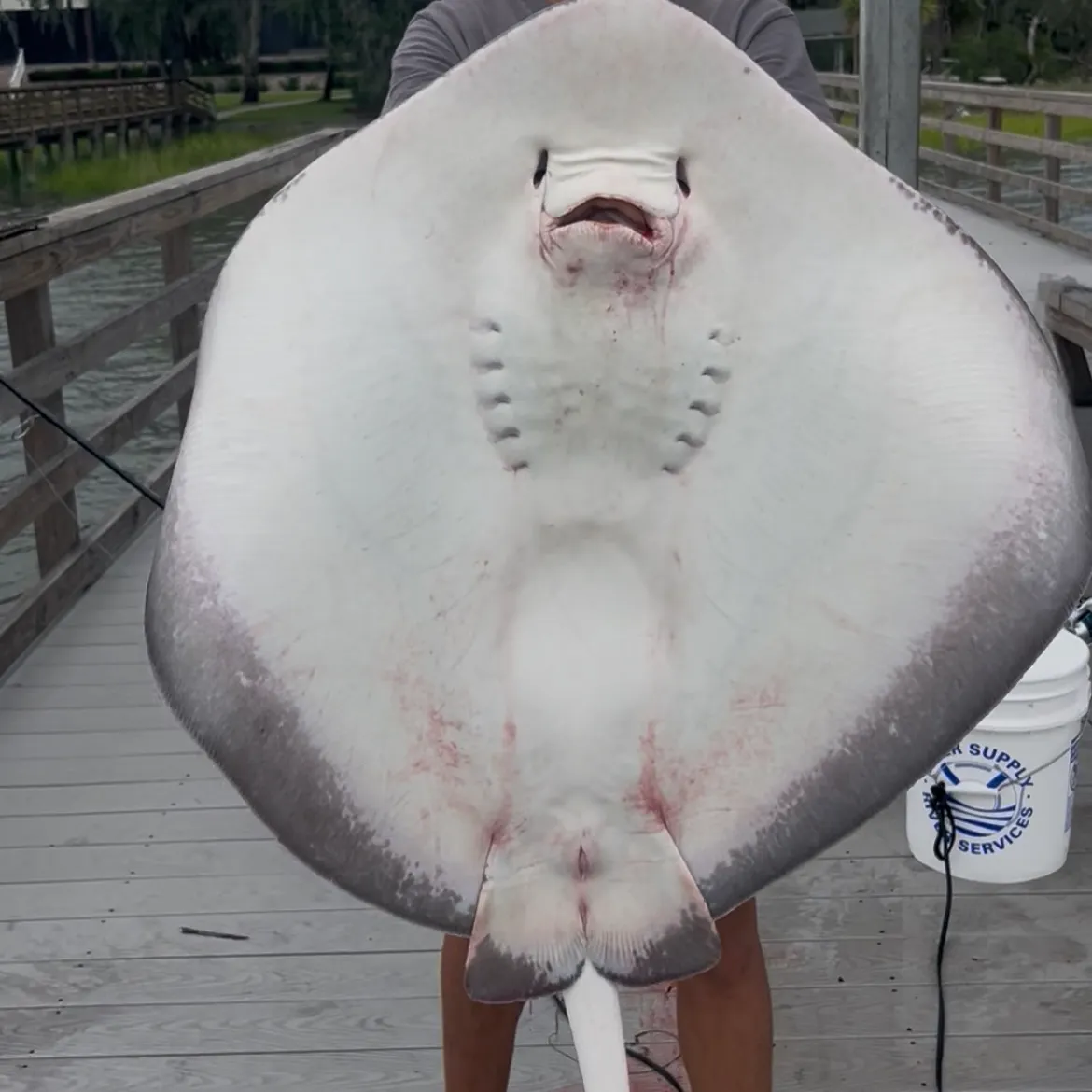 The most recent Southern stingray catches on Fishbrain