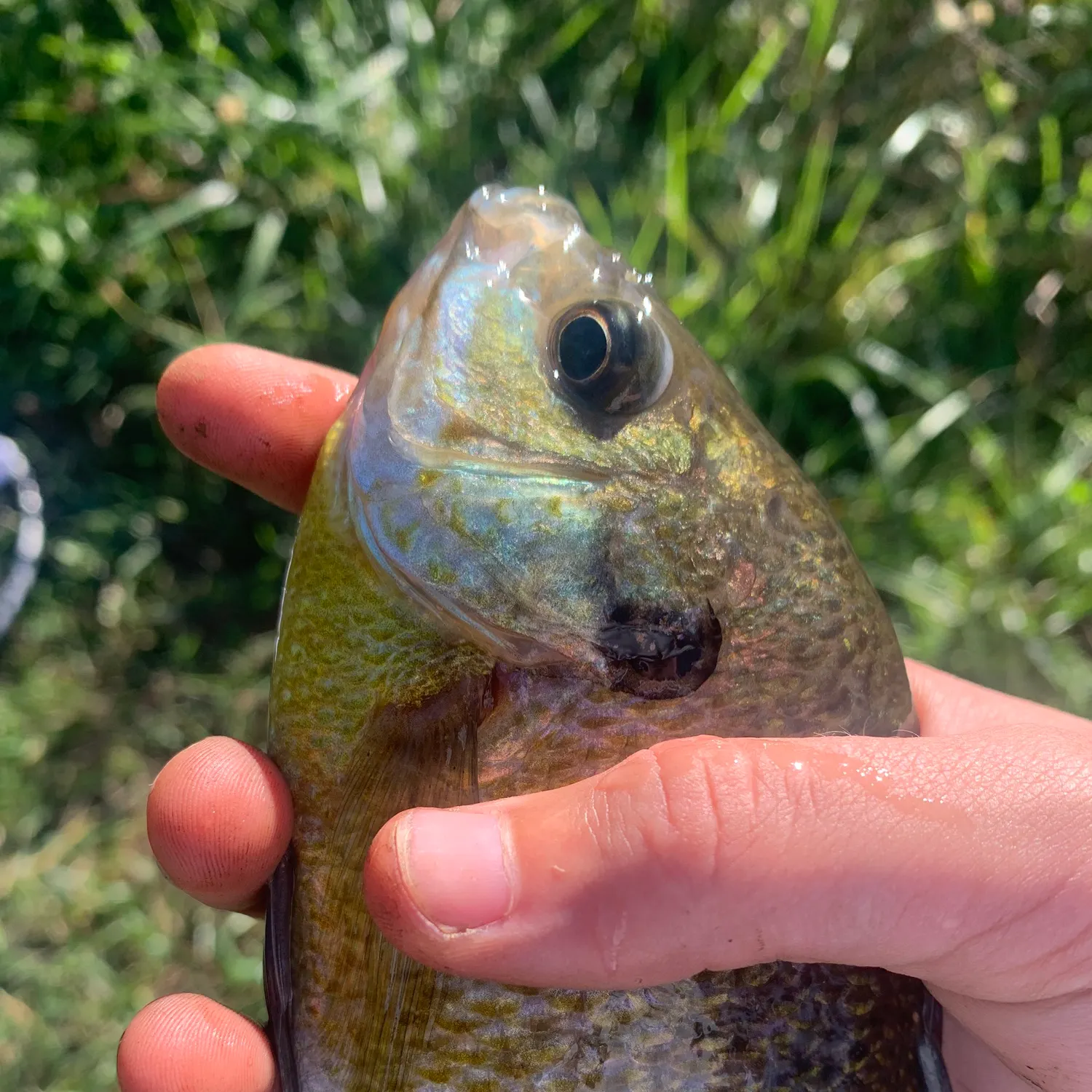 Bluegill caught on Fishbrain