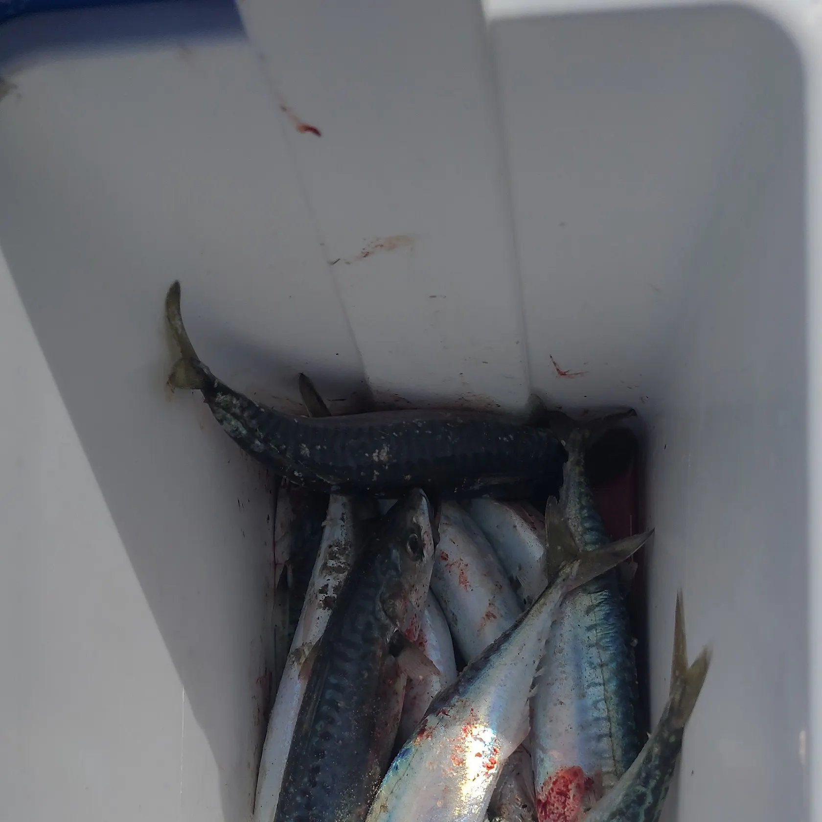 Atlantic mackerel caught on Fishbrain