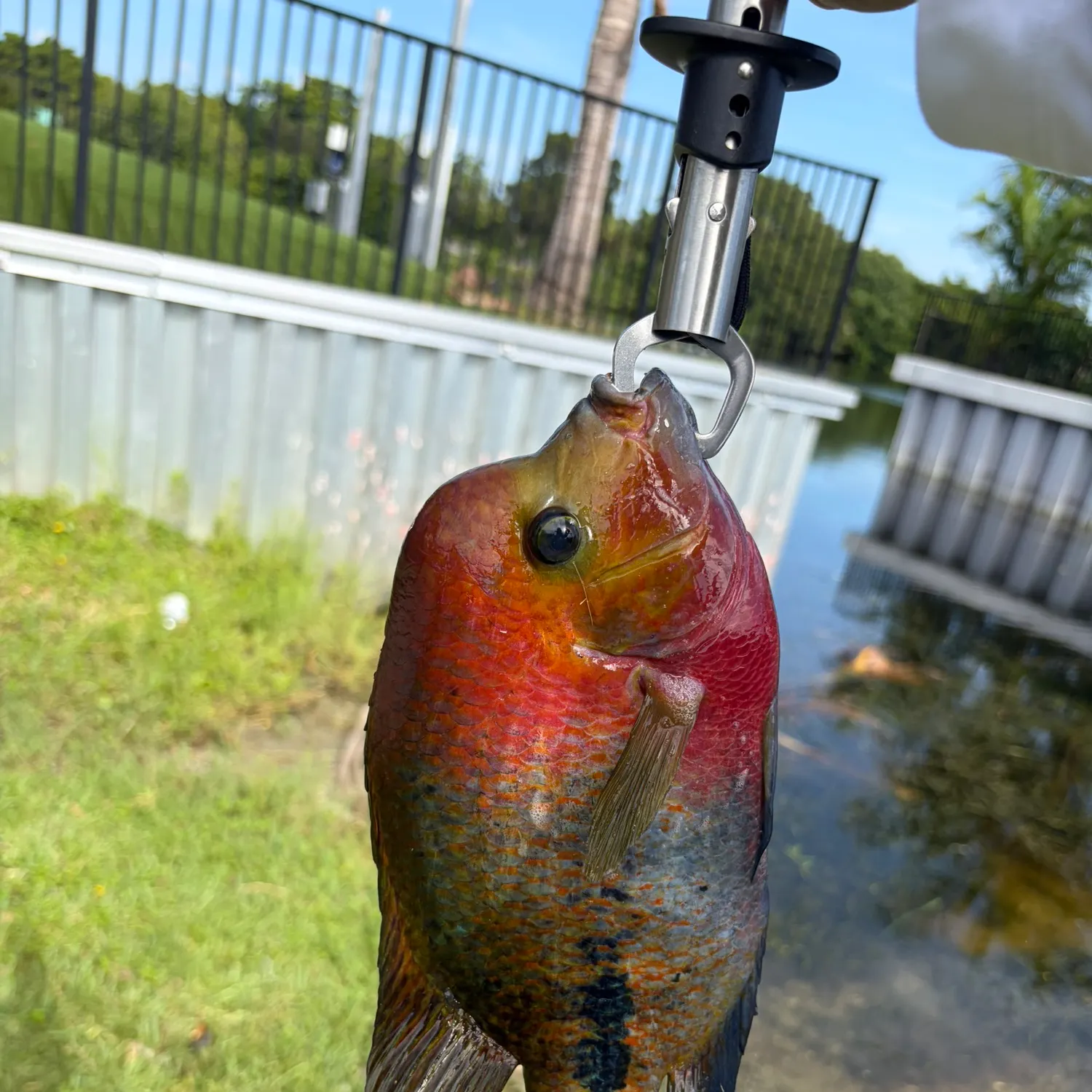 The most recent Redhead cichlid catches on Fishbrain