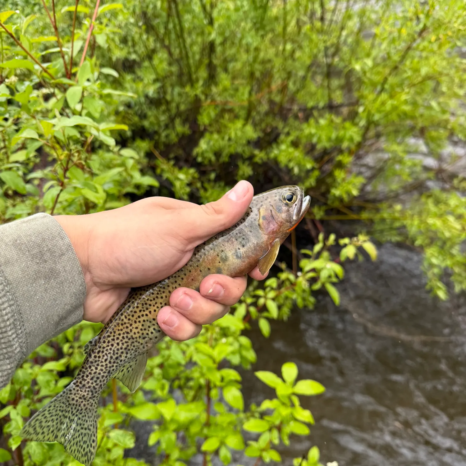 The most recent Westlope cutthroat trout catches on Fishbrain
