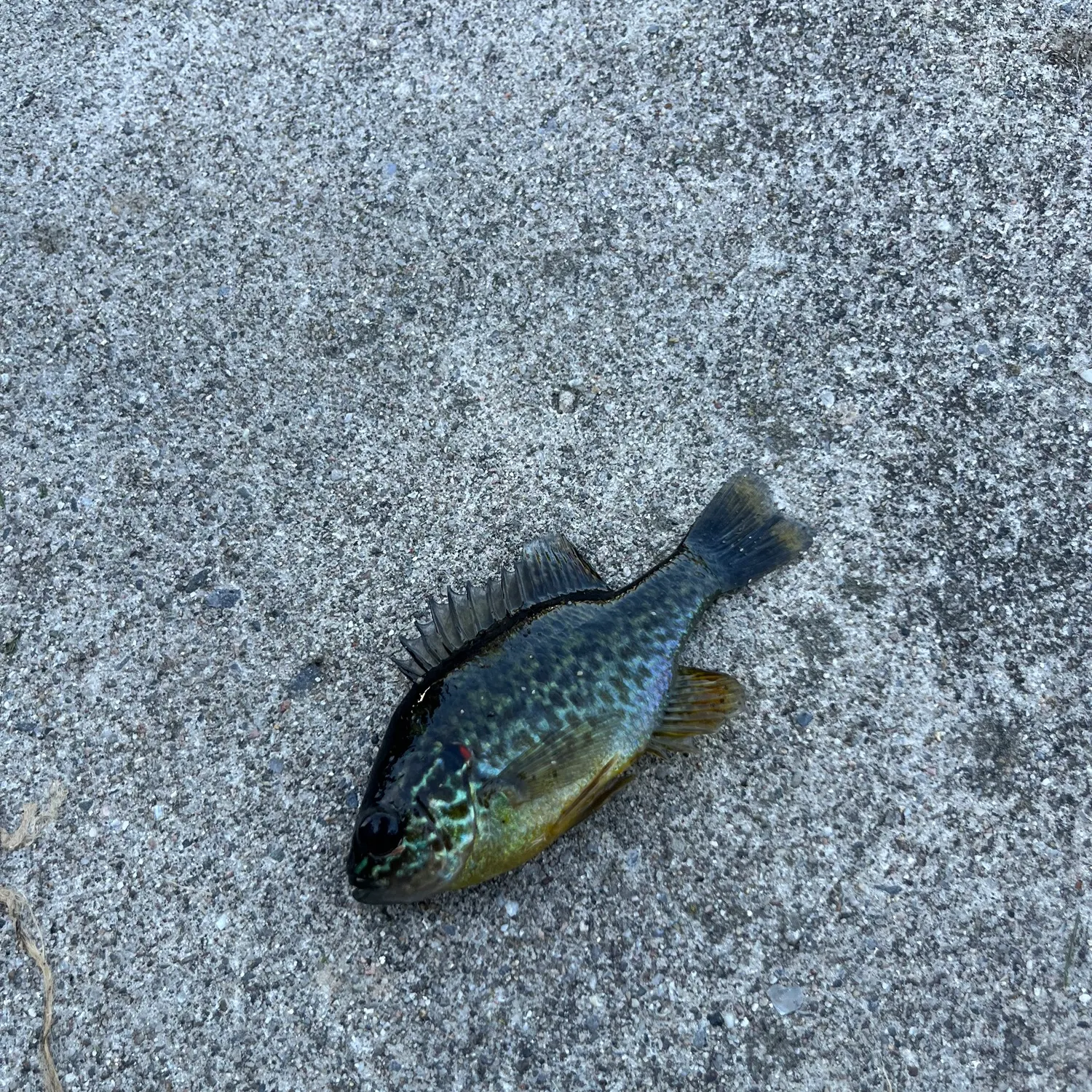 Pumpkinseed caught on Fishbrain