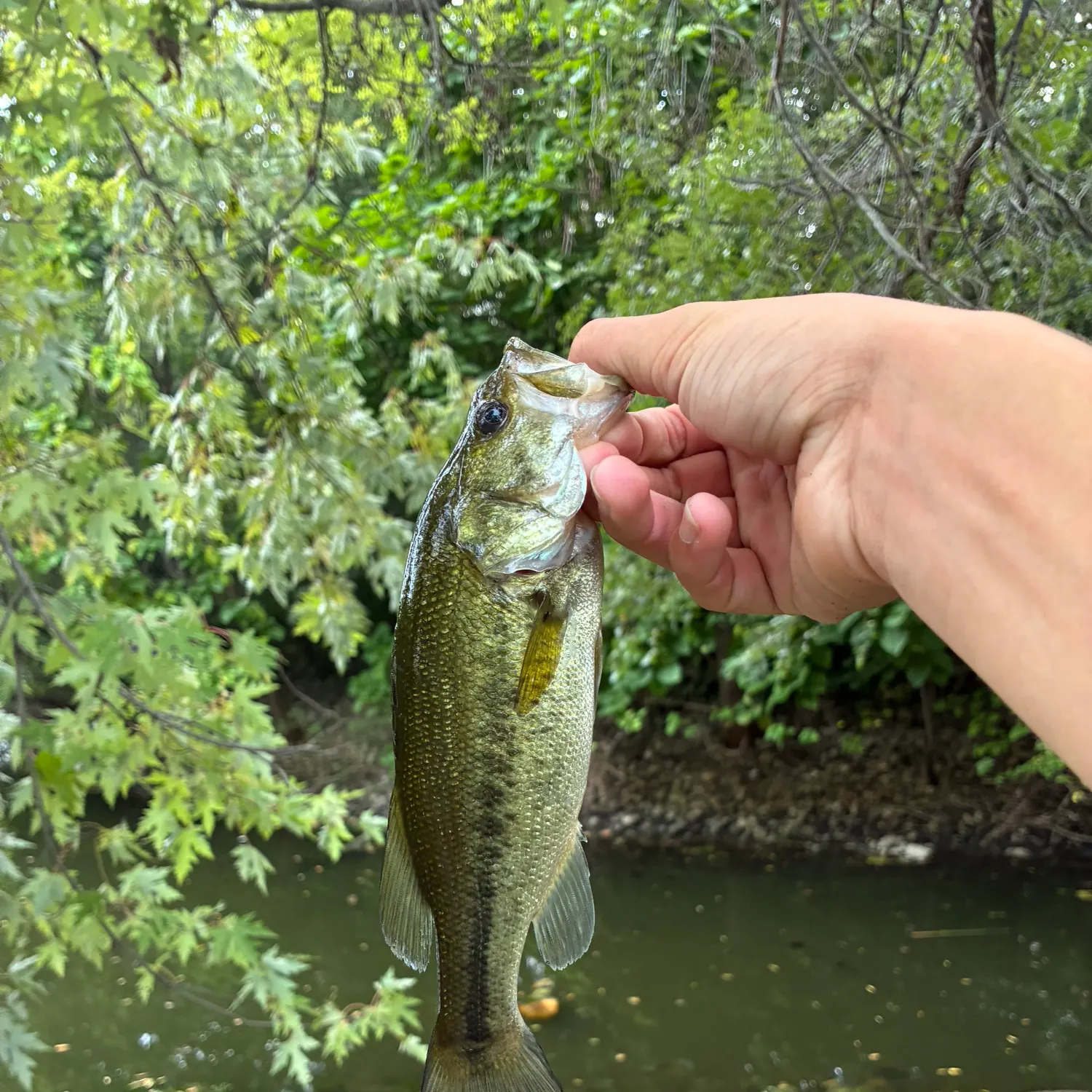 Largemouth bass caught on Fishbrain