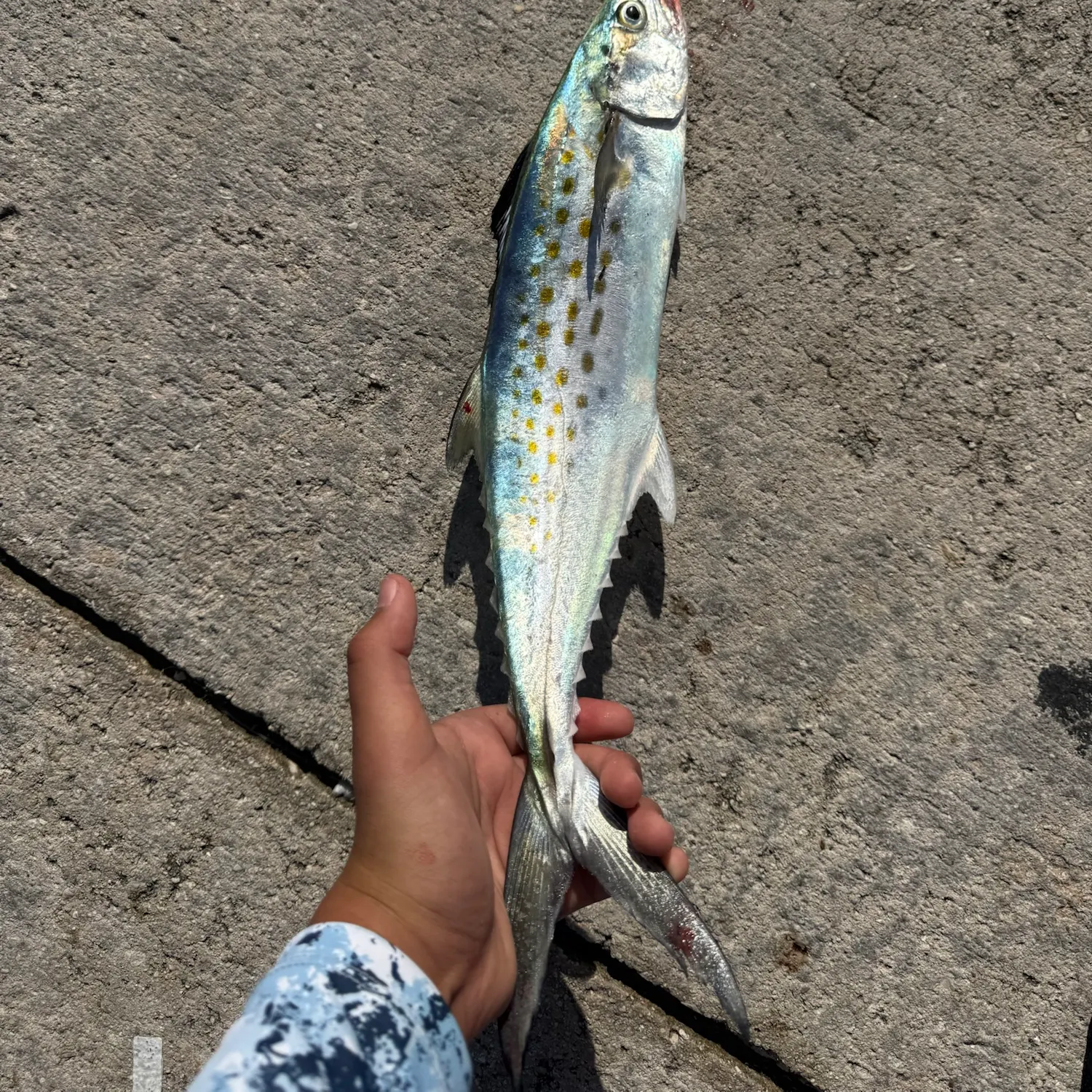 Spanish mackerel caught on Fishbrain