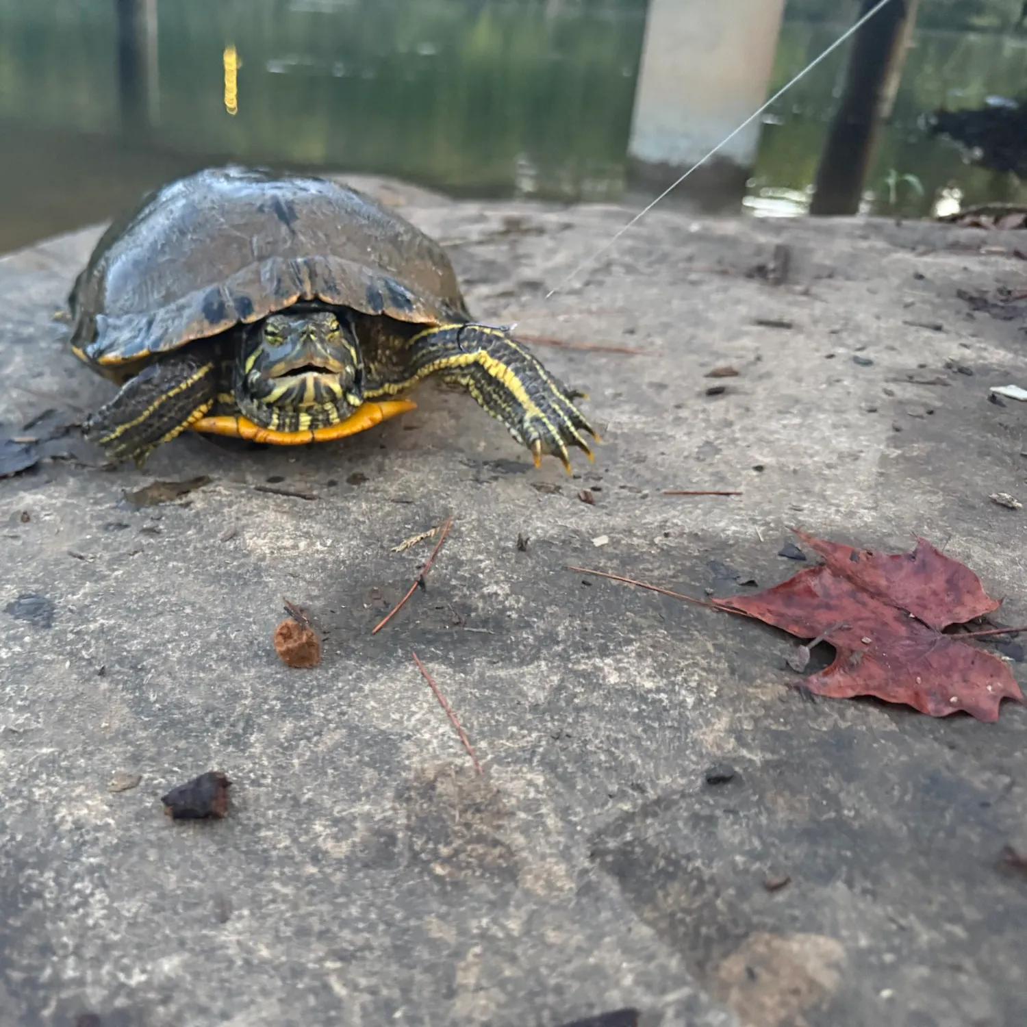 Pond slider turtle caught on Fishbrain