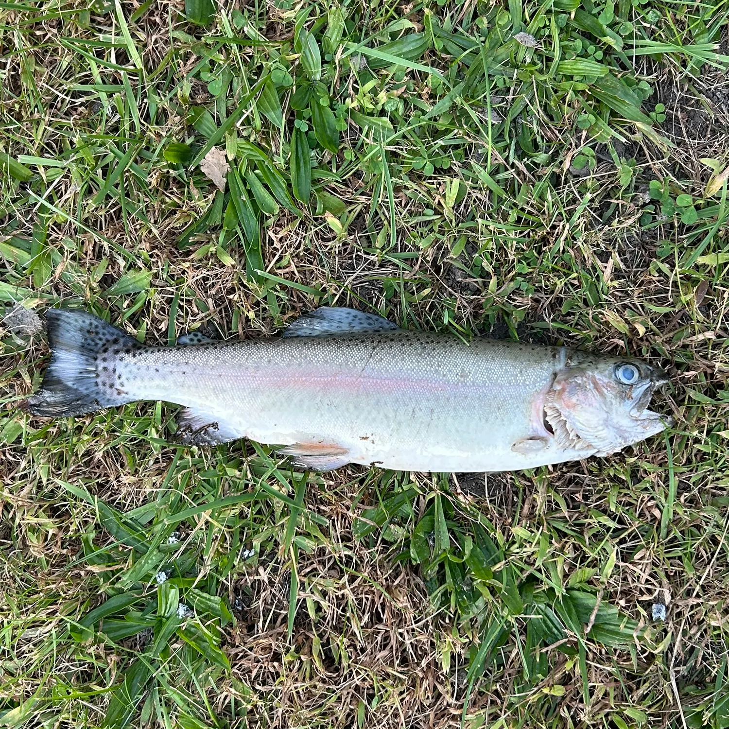 Rainbow trout caught on Fishbrain