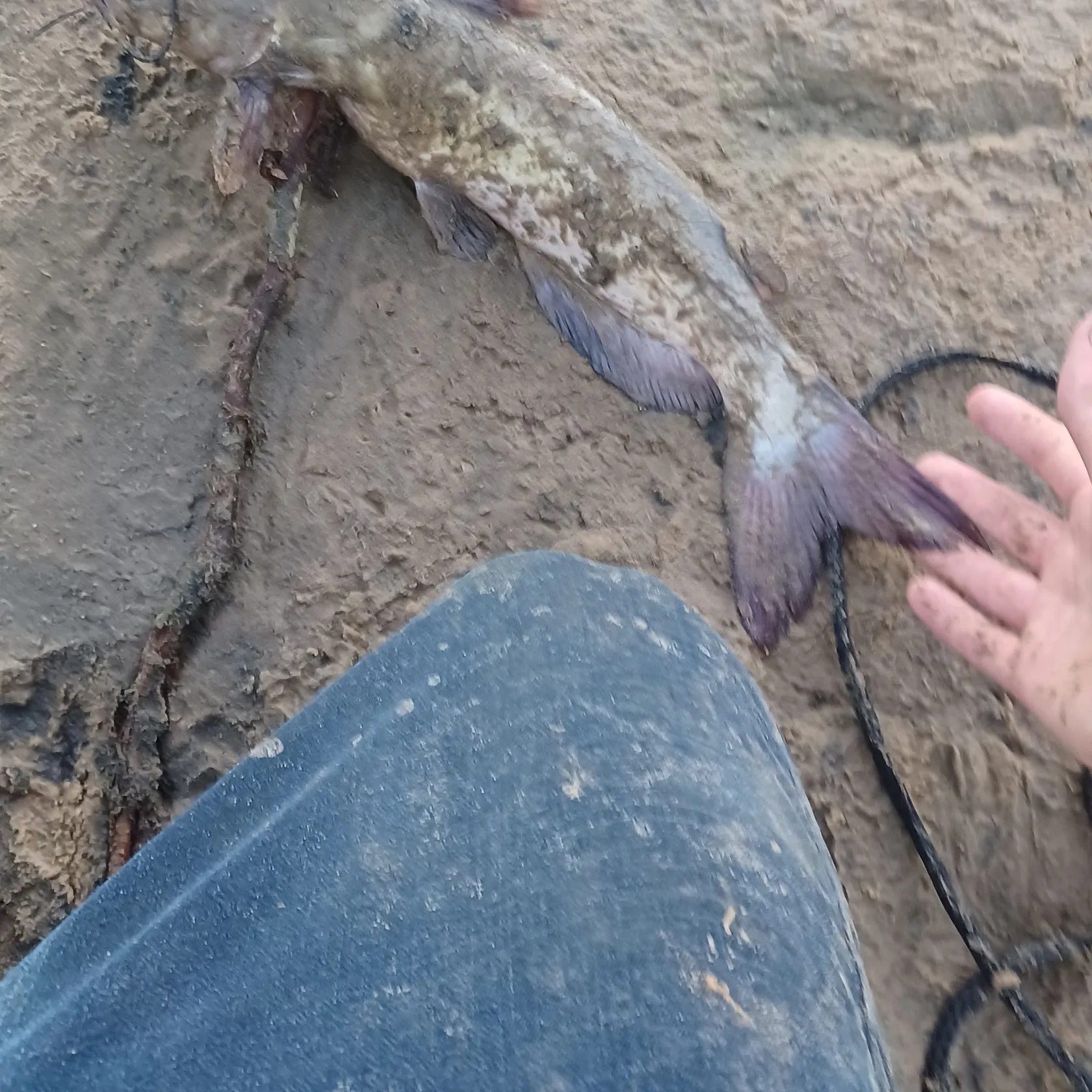 Channel catfish caught on Fishbrain