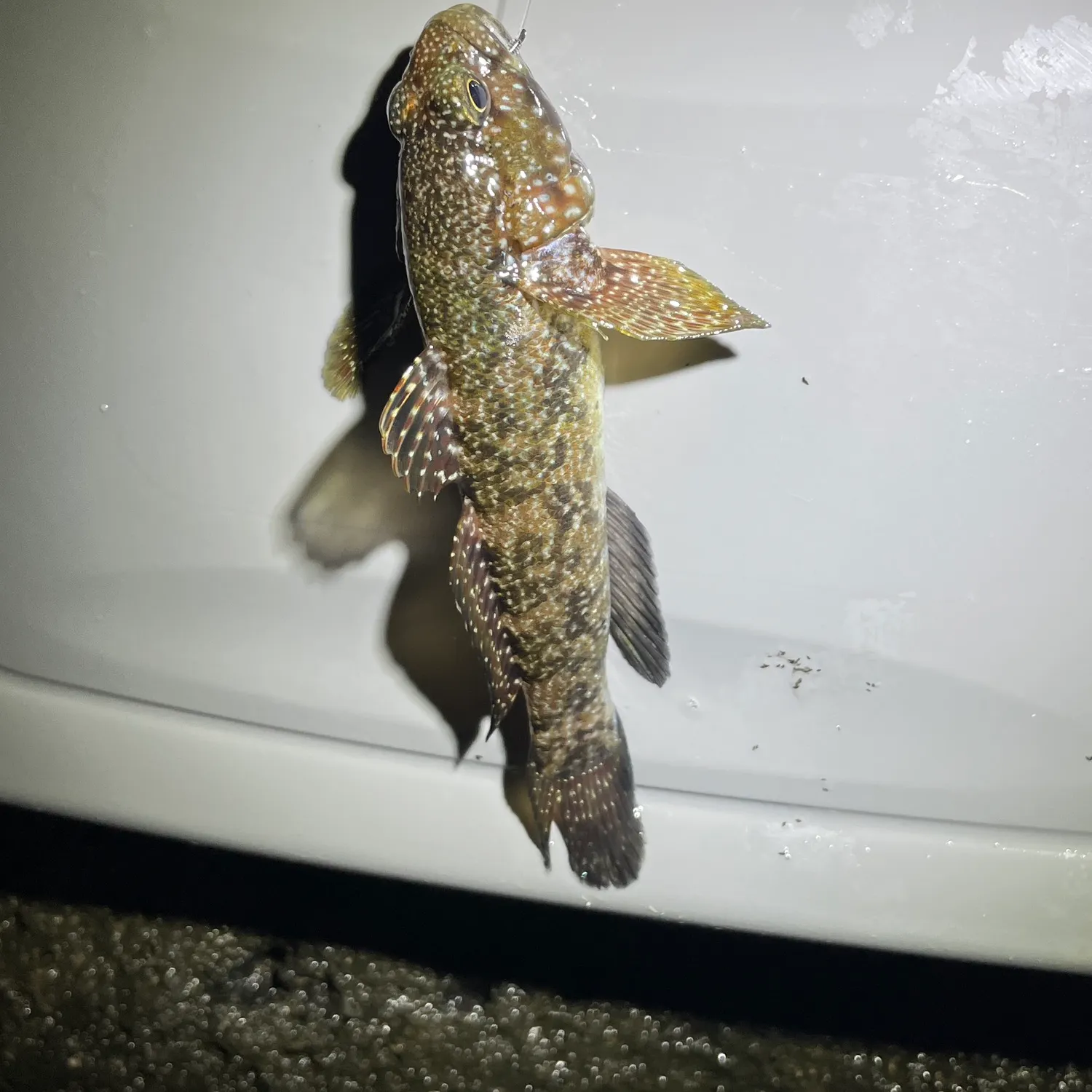 The most recent Madeira goby catches on Fishbrain