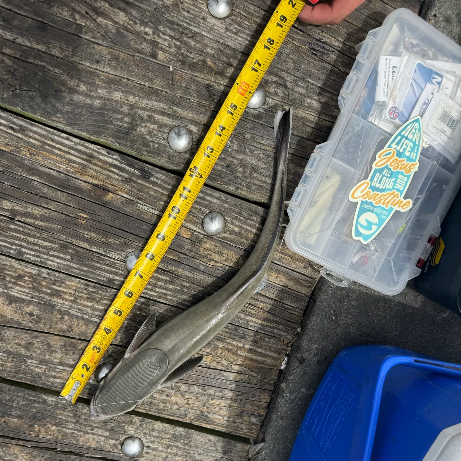 The most recent Live sharksucker catches on Fishbrain