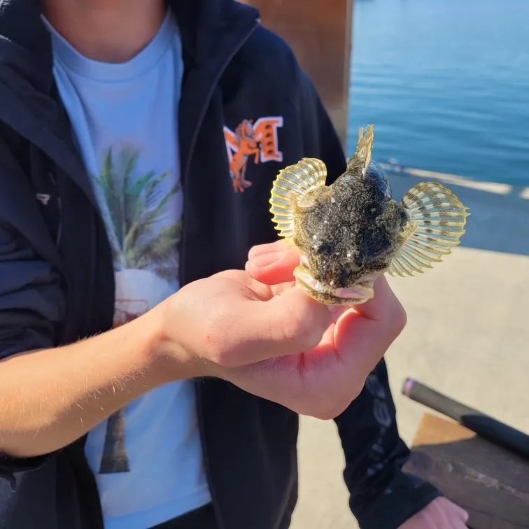 The most recent Spinyhead sculpin catches on Fishbrain