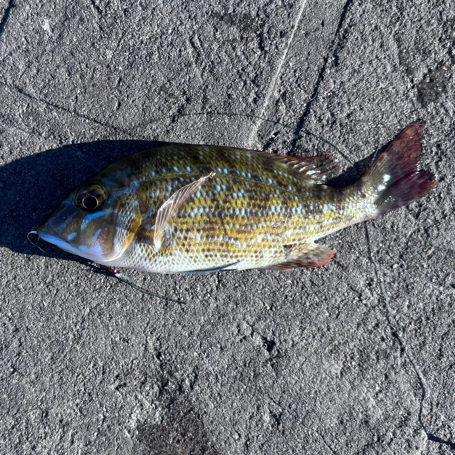 The most recent Spangled emperor catches on Fishbrain