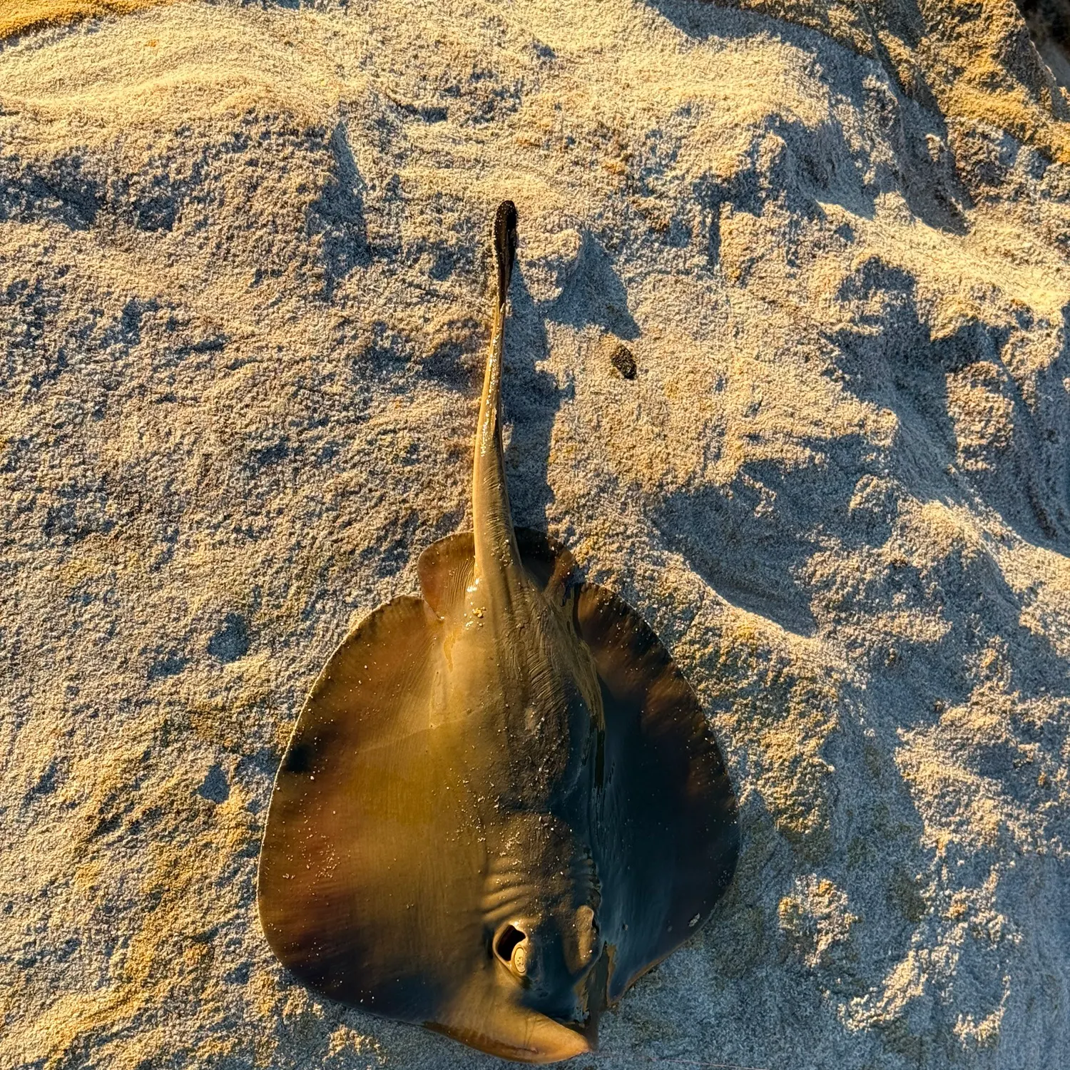 The most recent Common stingaree catches on Fishbrain