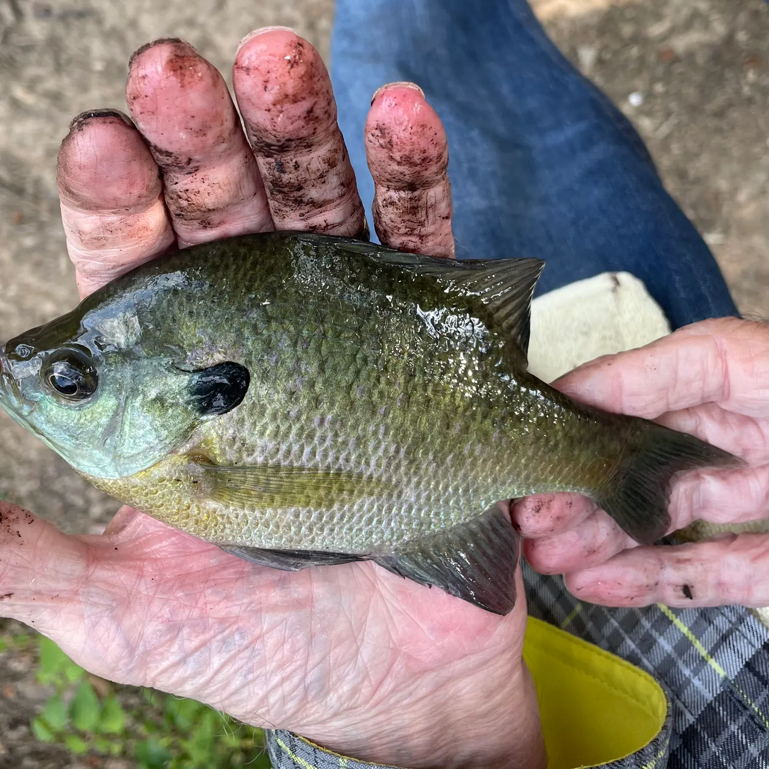 Bluegill caught on Fishbrain