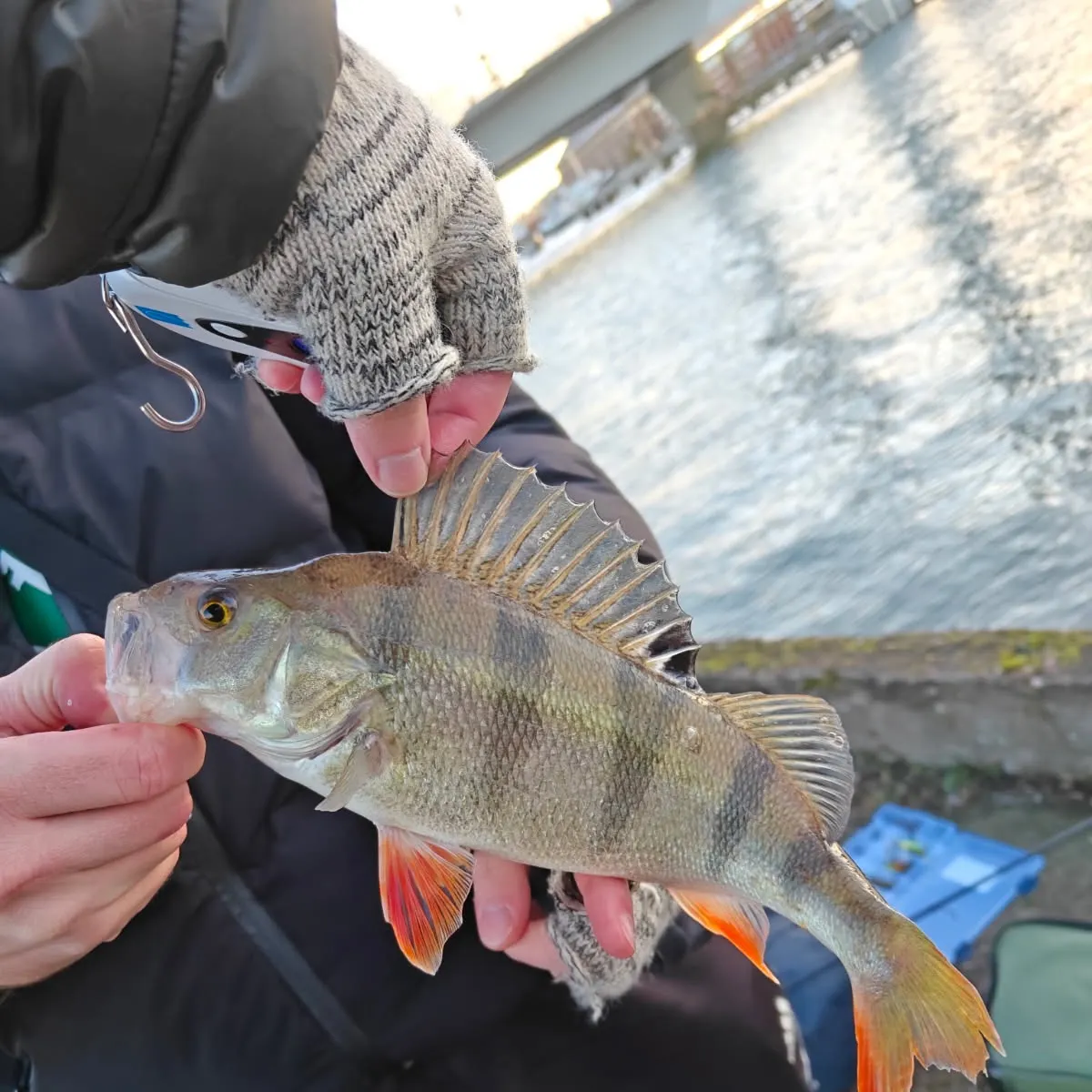 European perch caught on Fishbrain