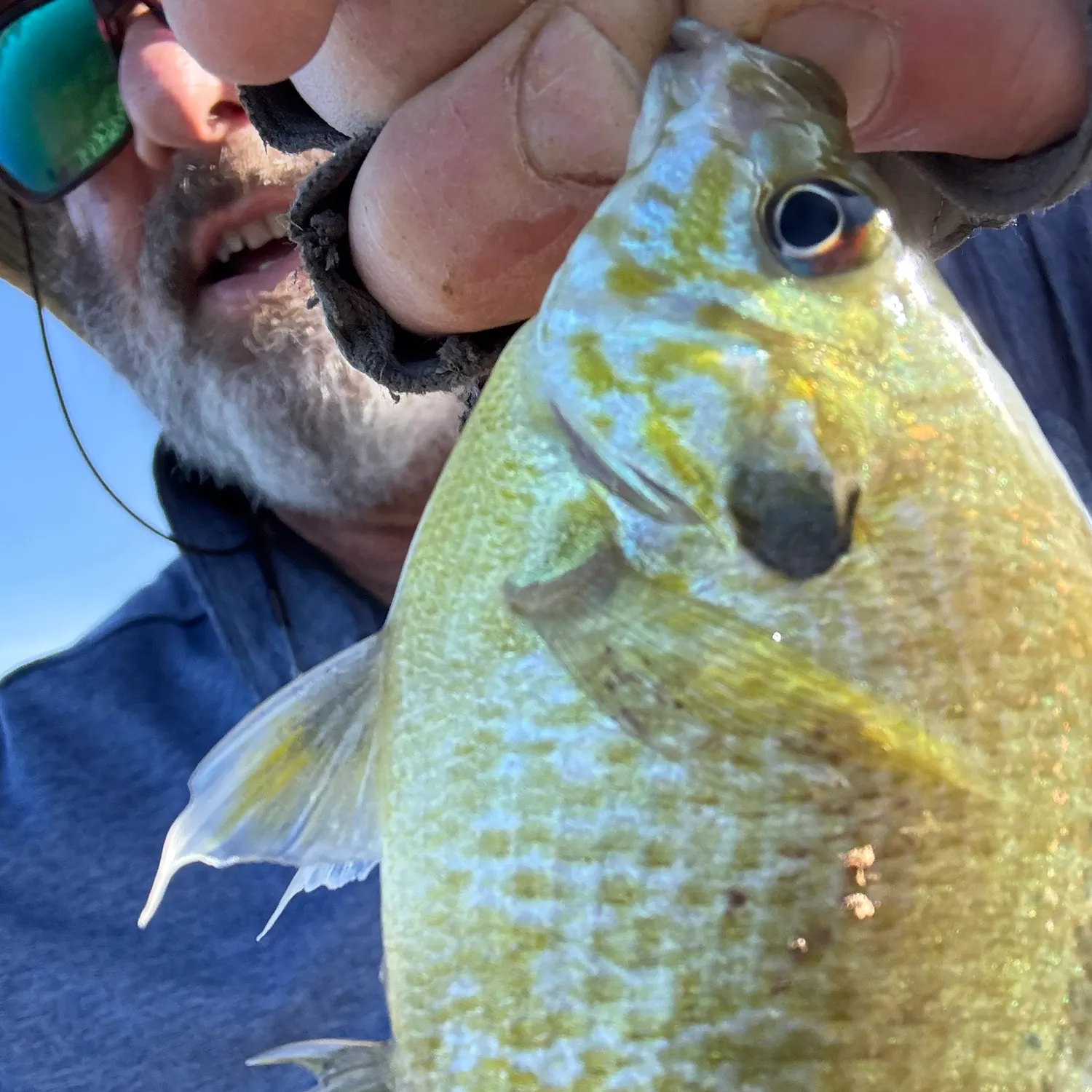 The most recent Bluegill catches on Fishbrain