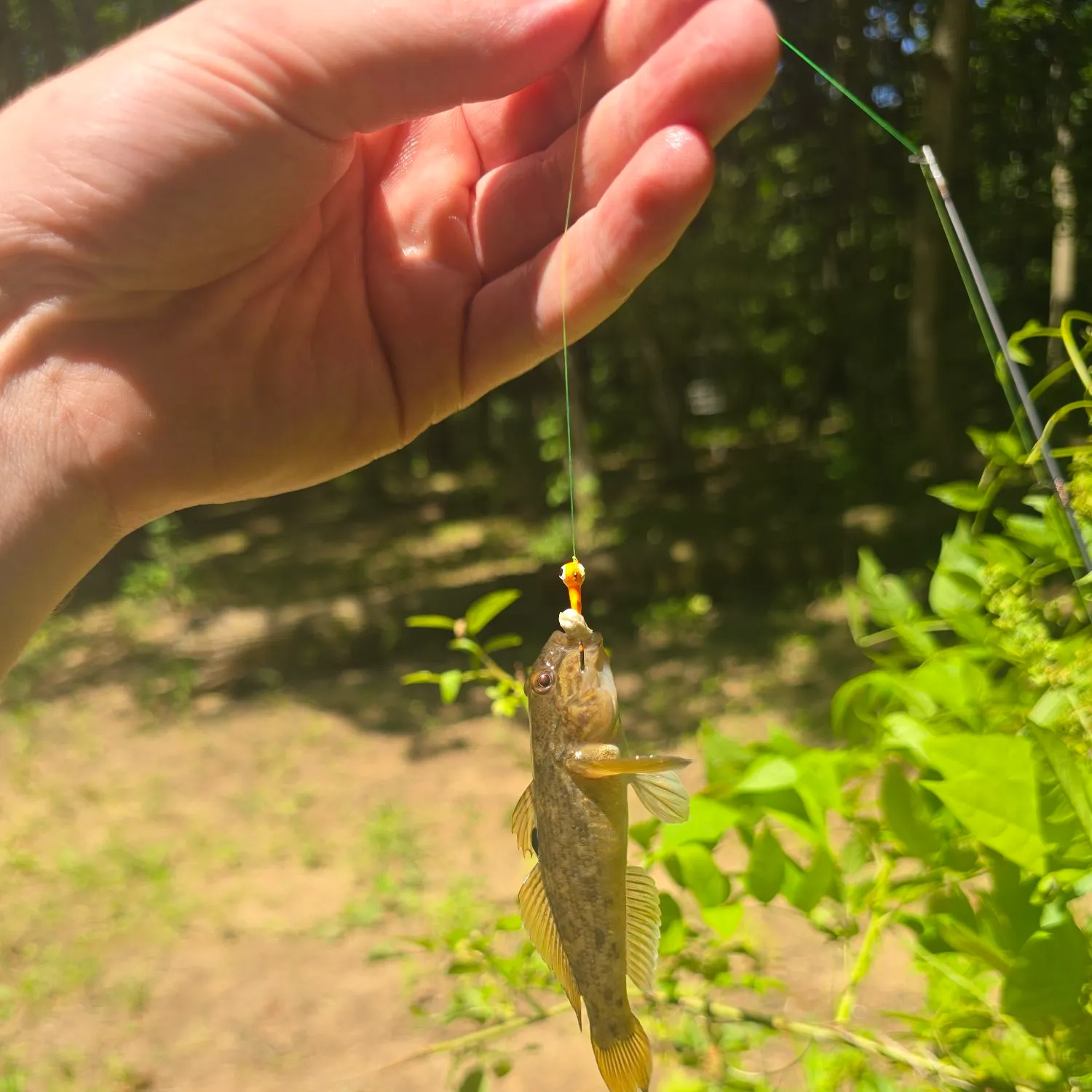 Round goby caught on Fishbrain