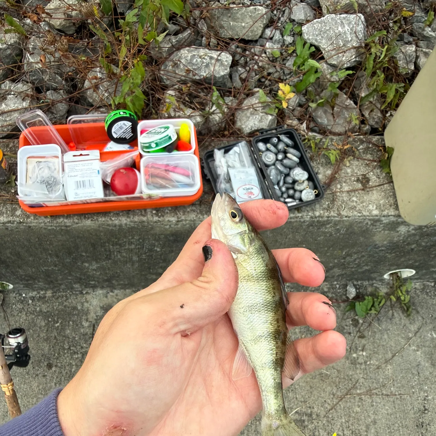 Yellow perch caught on Fishbrain