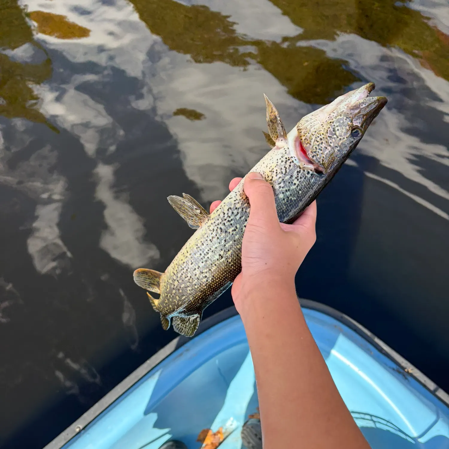 Northern pike caught on Fishbrain