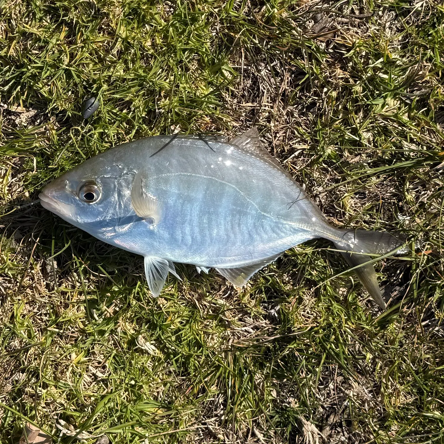 White trevally caught on Fishbrain