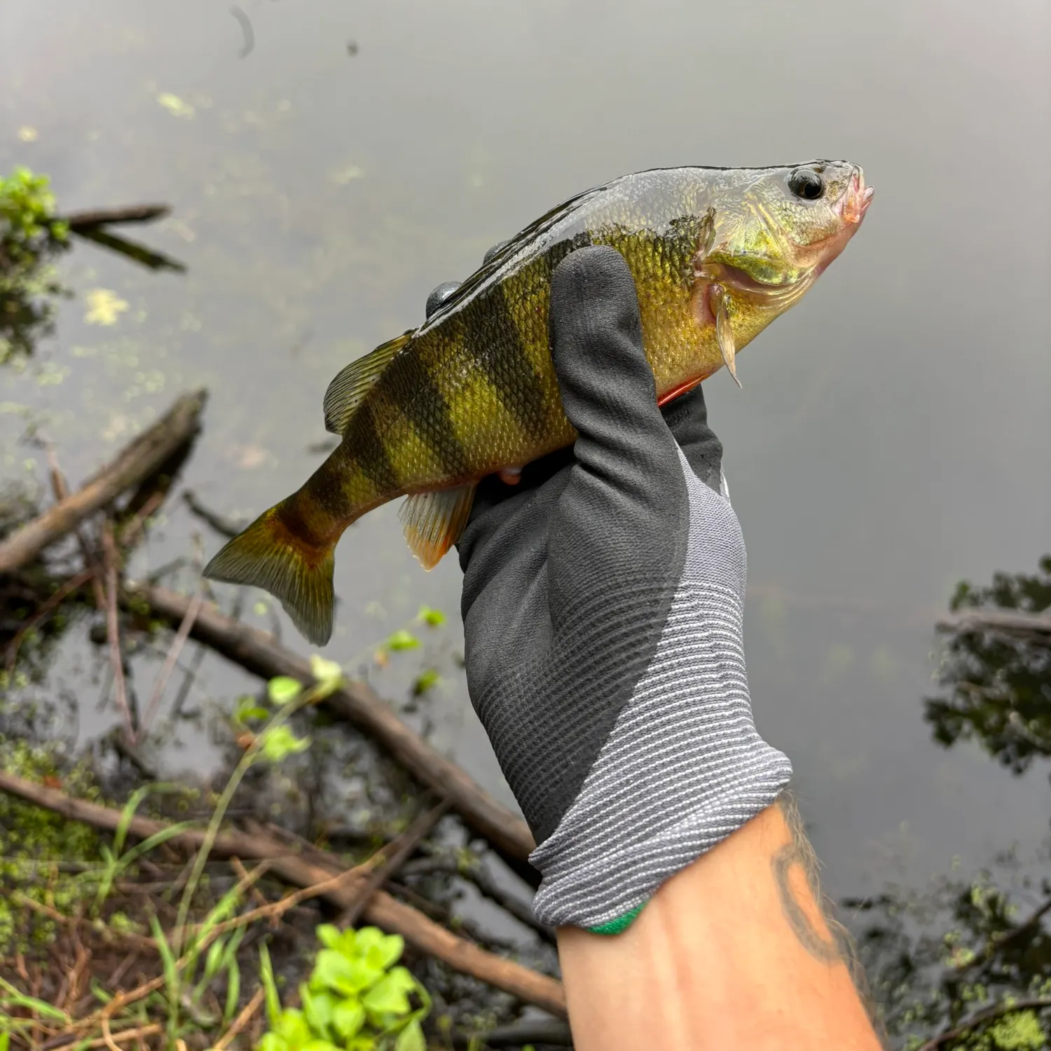 Yellow perch caught on Fishbrain