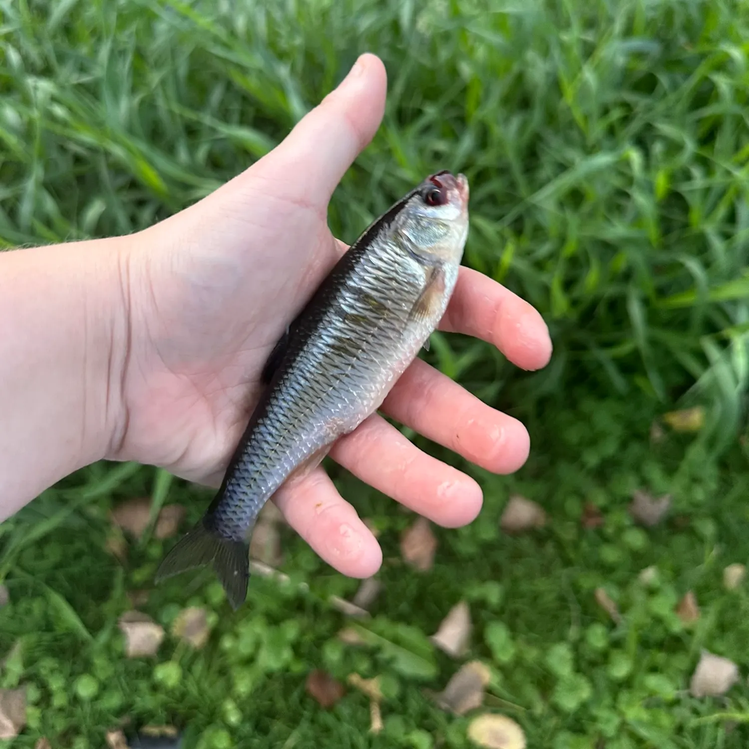 Striped shiner caught on Fishbrain