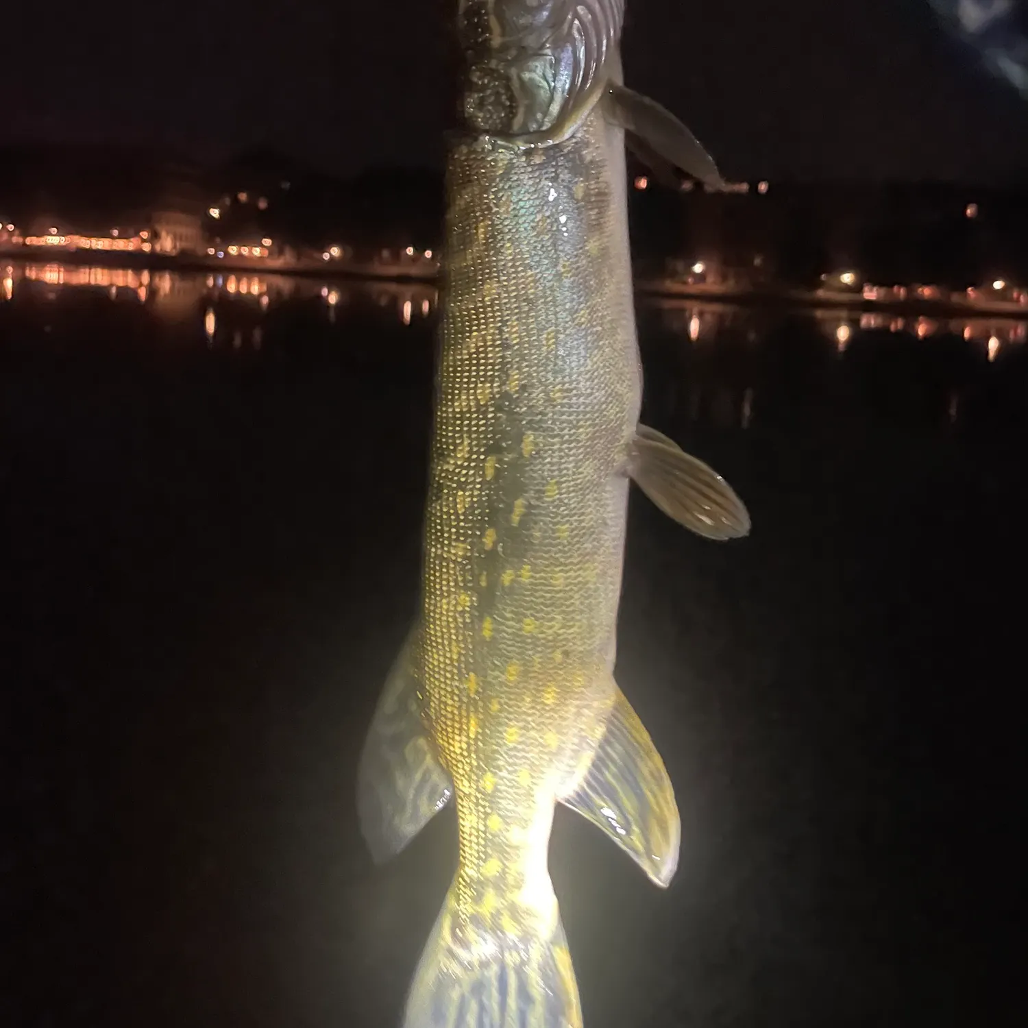 Northern pike caught on Fishbrain