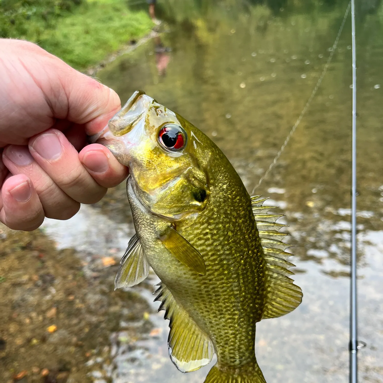 Rock bass caught on Fishbrain
