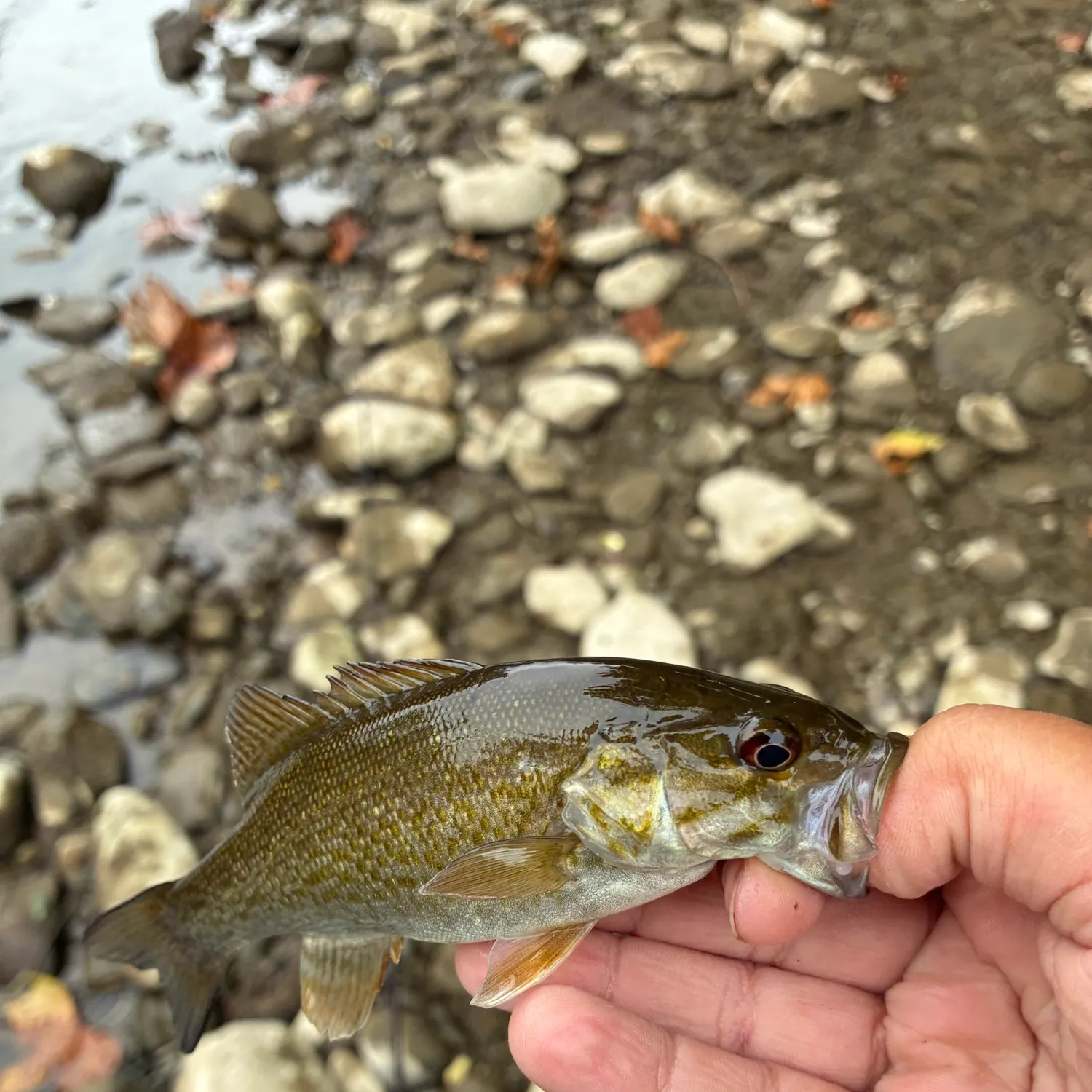 Smallmouth bass caught on Fishbrain