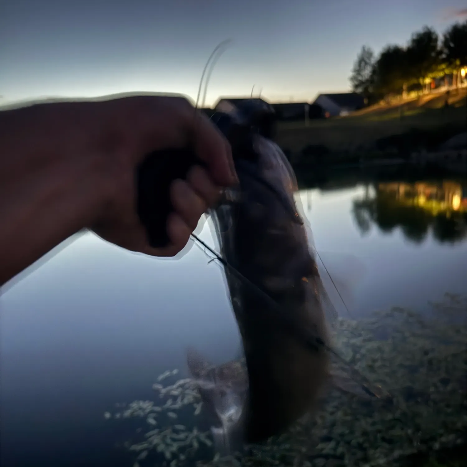 Channel catfish caught on Fishbrain
