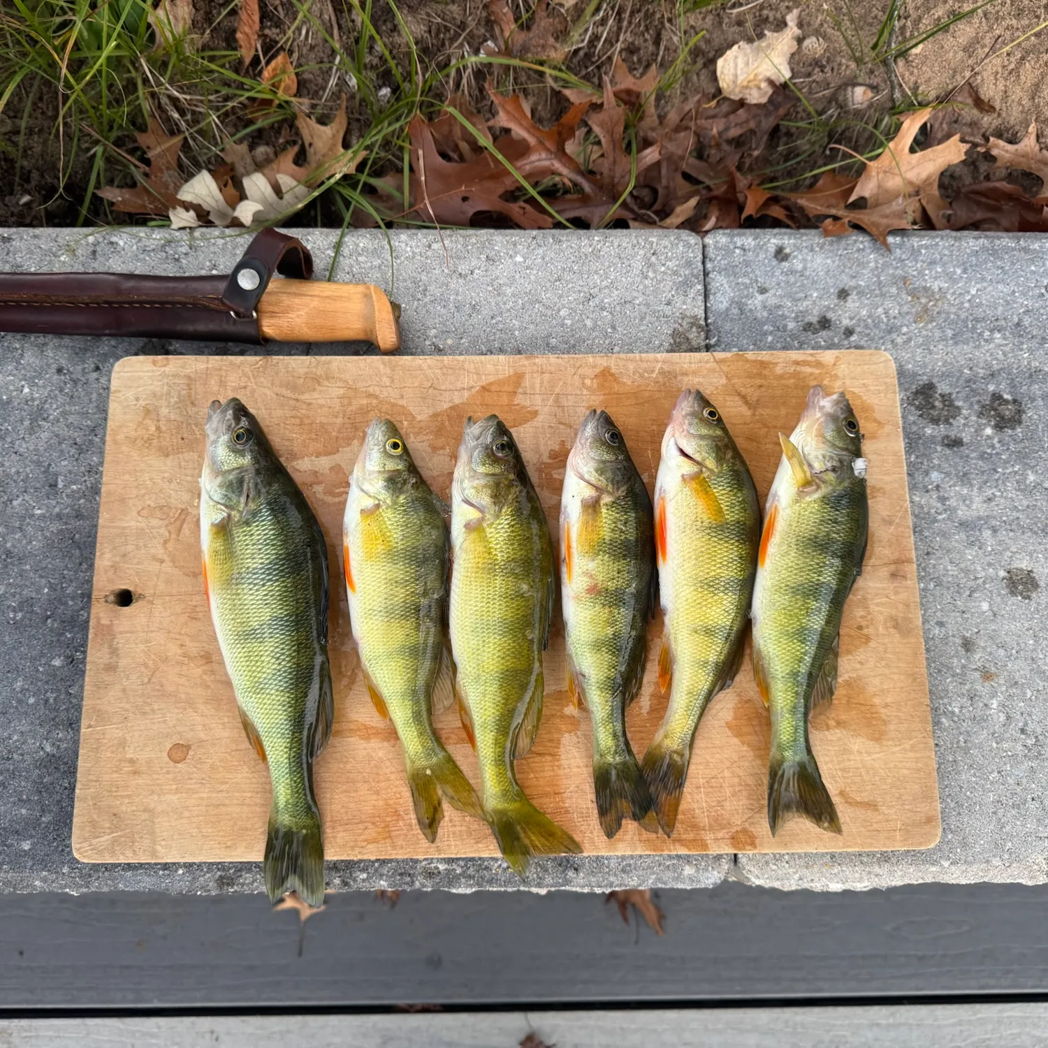 Yellow perch caught on Fishbrain