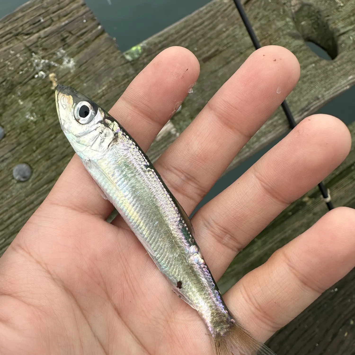 The most recent Pacific herring catches on Fishbrain