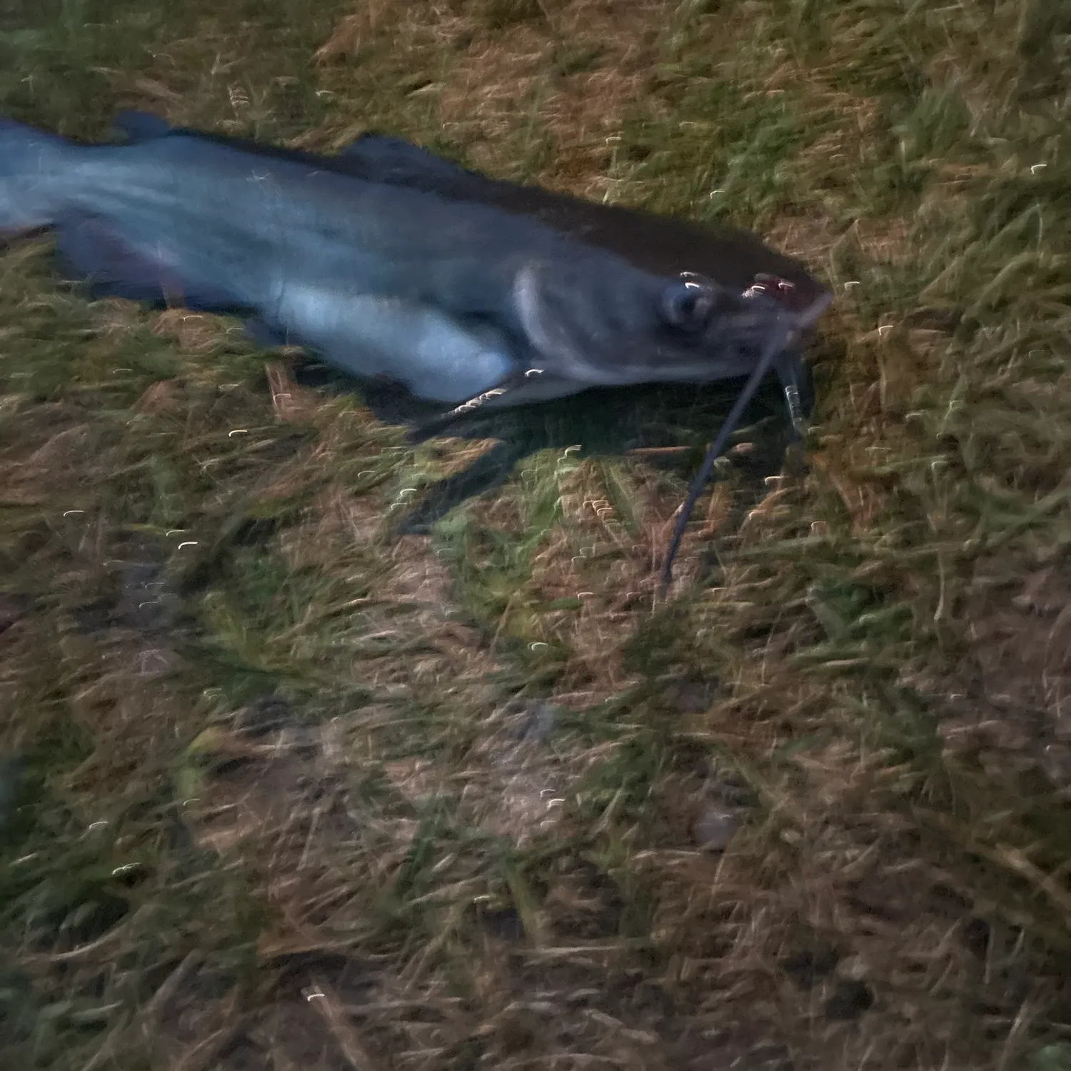 Fish caught on Fishbrain