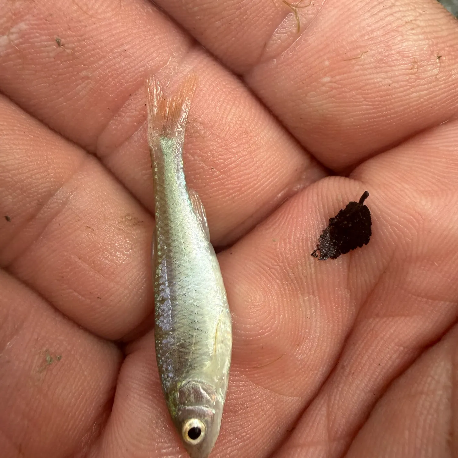 The most recent Red shiner catches on Fishbrain