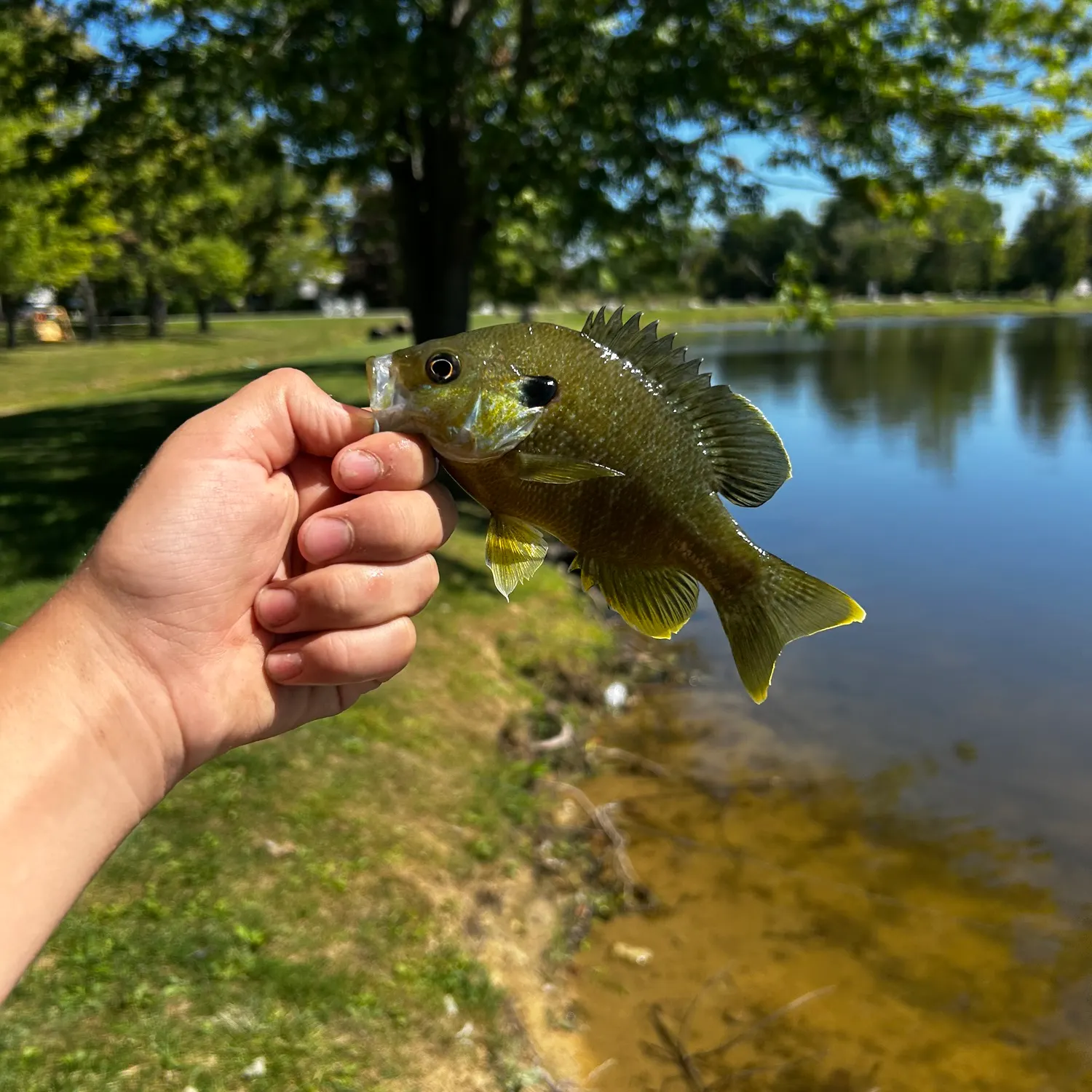 Greengill hybrid caught on Fishbrain