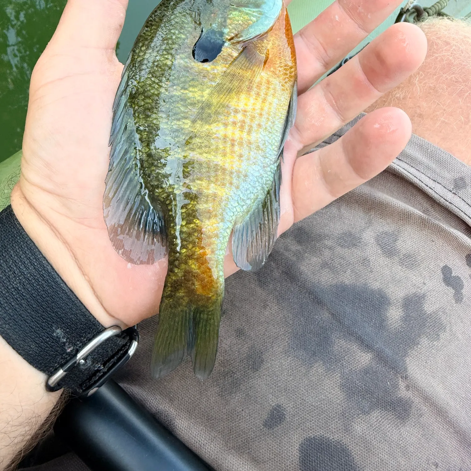 Bluegill caught on Fishbrain