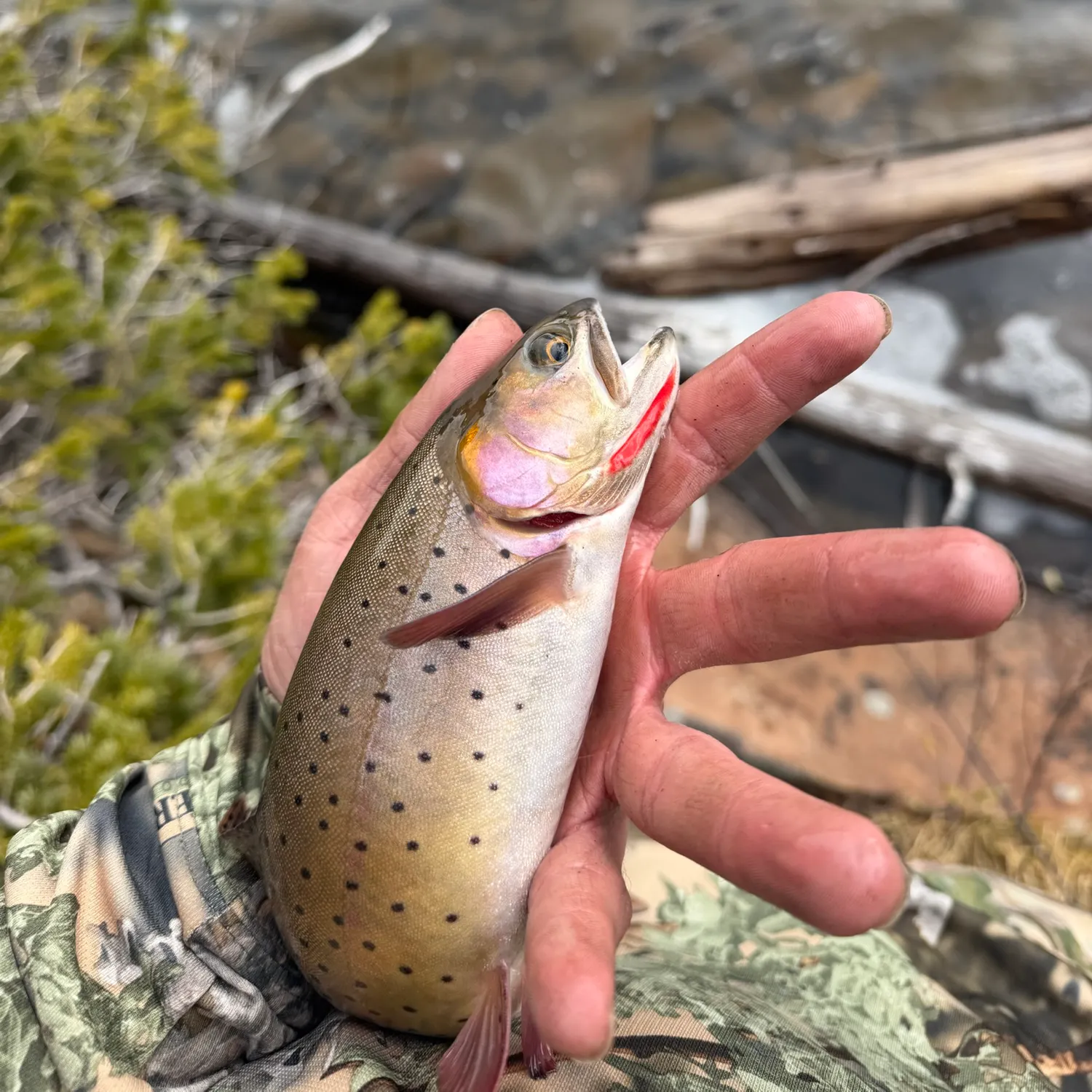 The most recent Colorado river cutthroat trout catches on Fishbrain