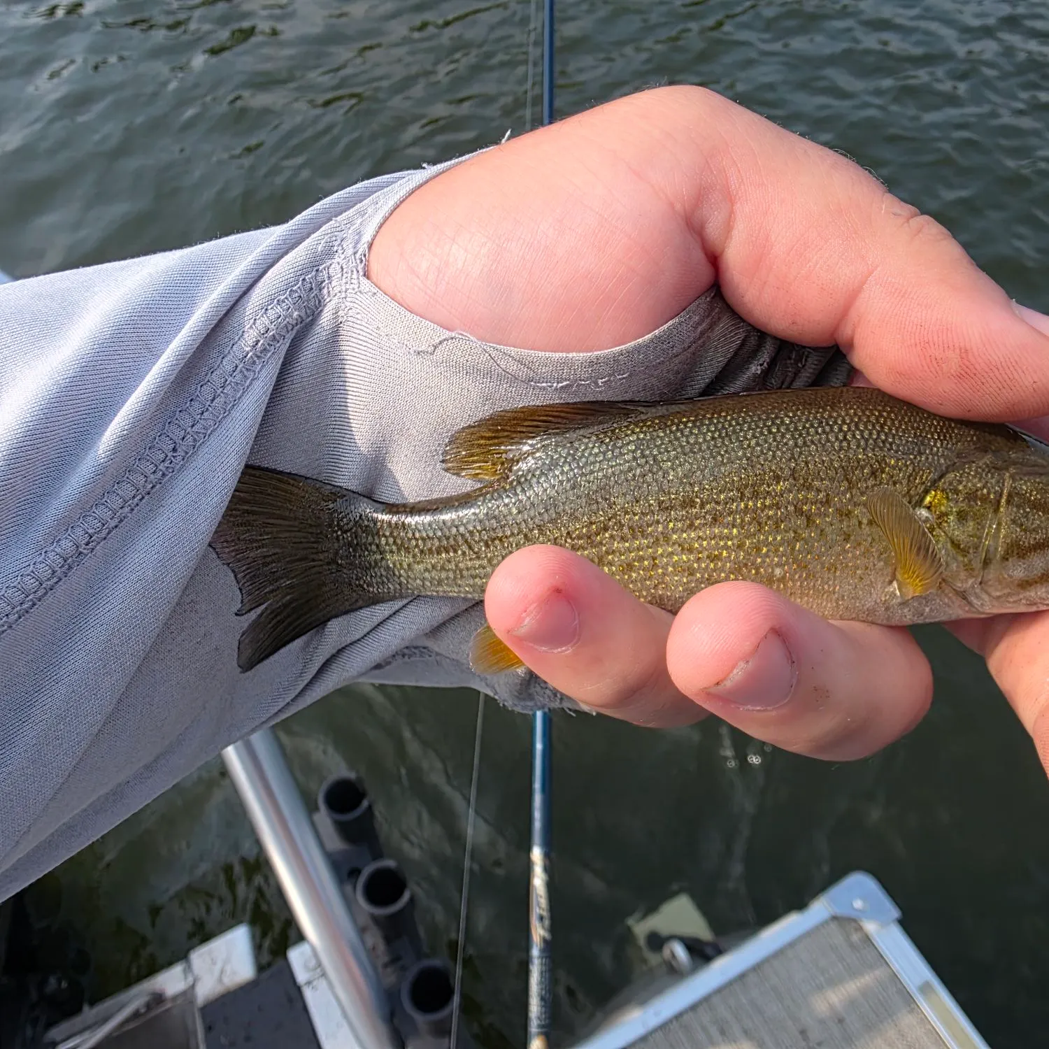 Smallmouth bass caught on Fishbrain