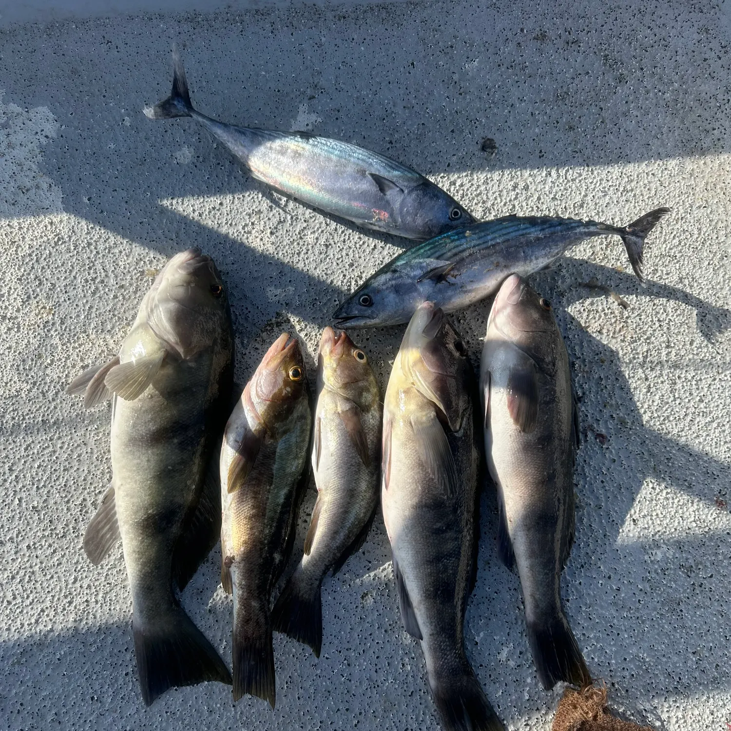 The most recent Barred sand bass catches on Fishbrain