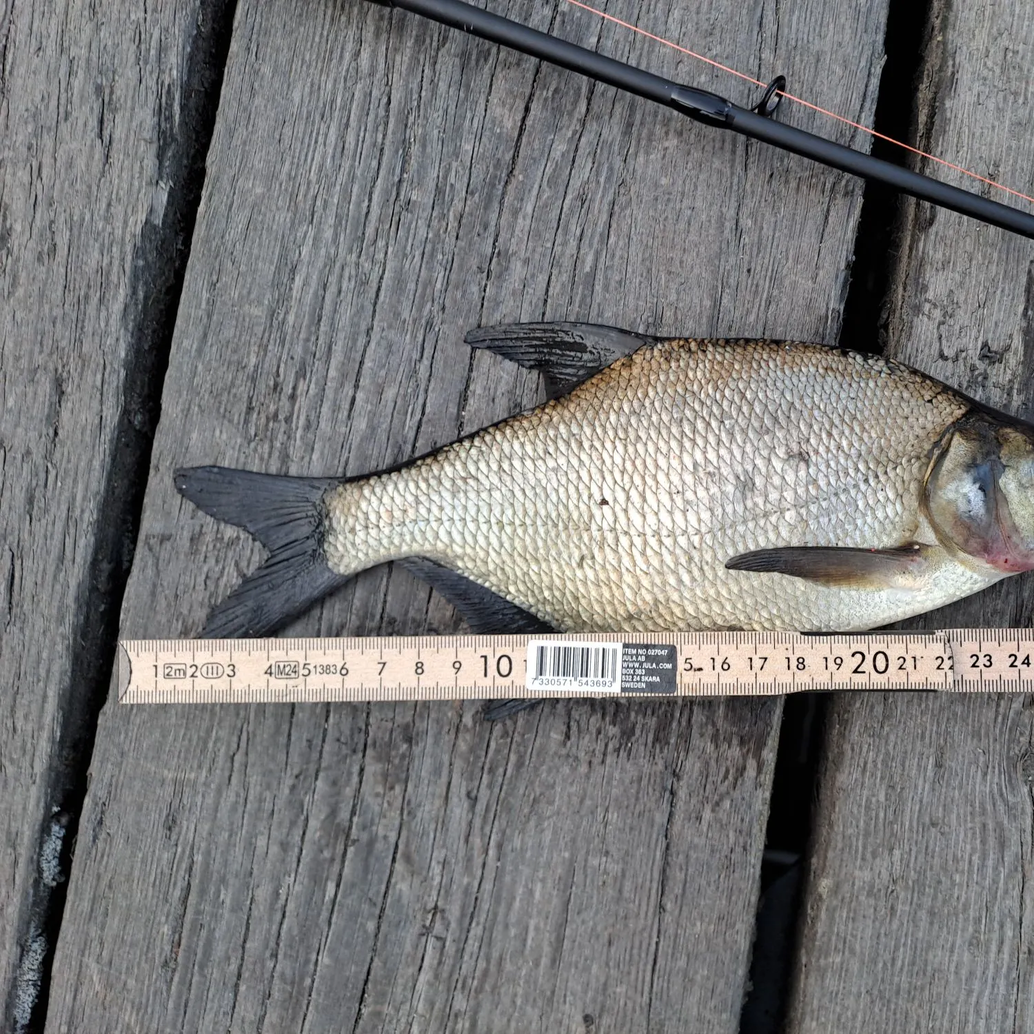 recently logged catches