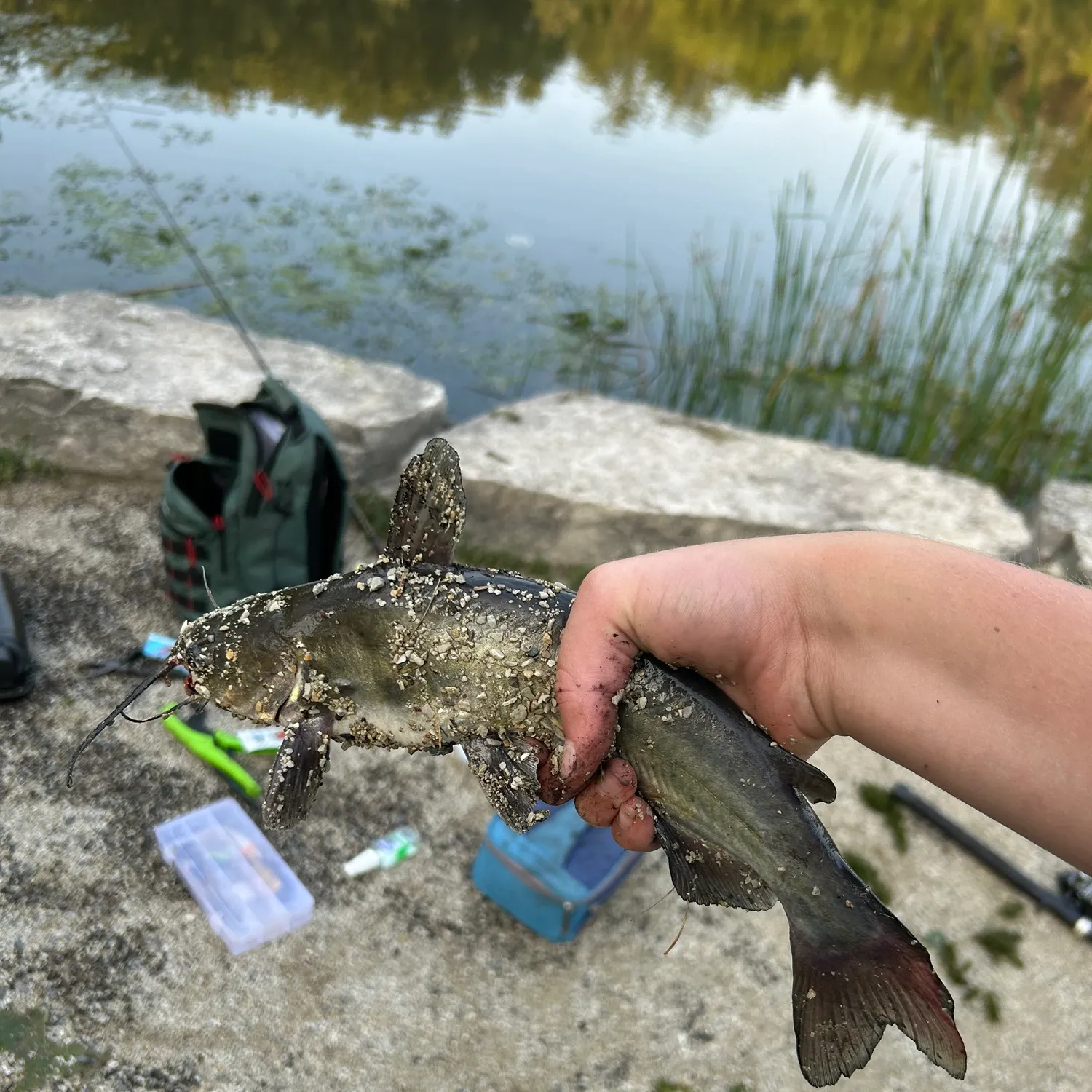 Channel catfish caught on Fishbrain