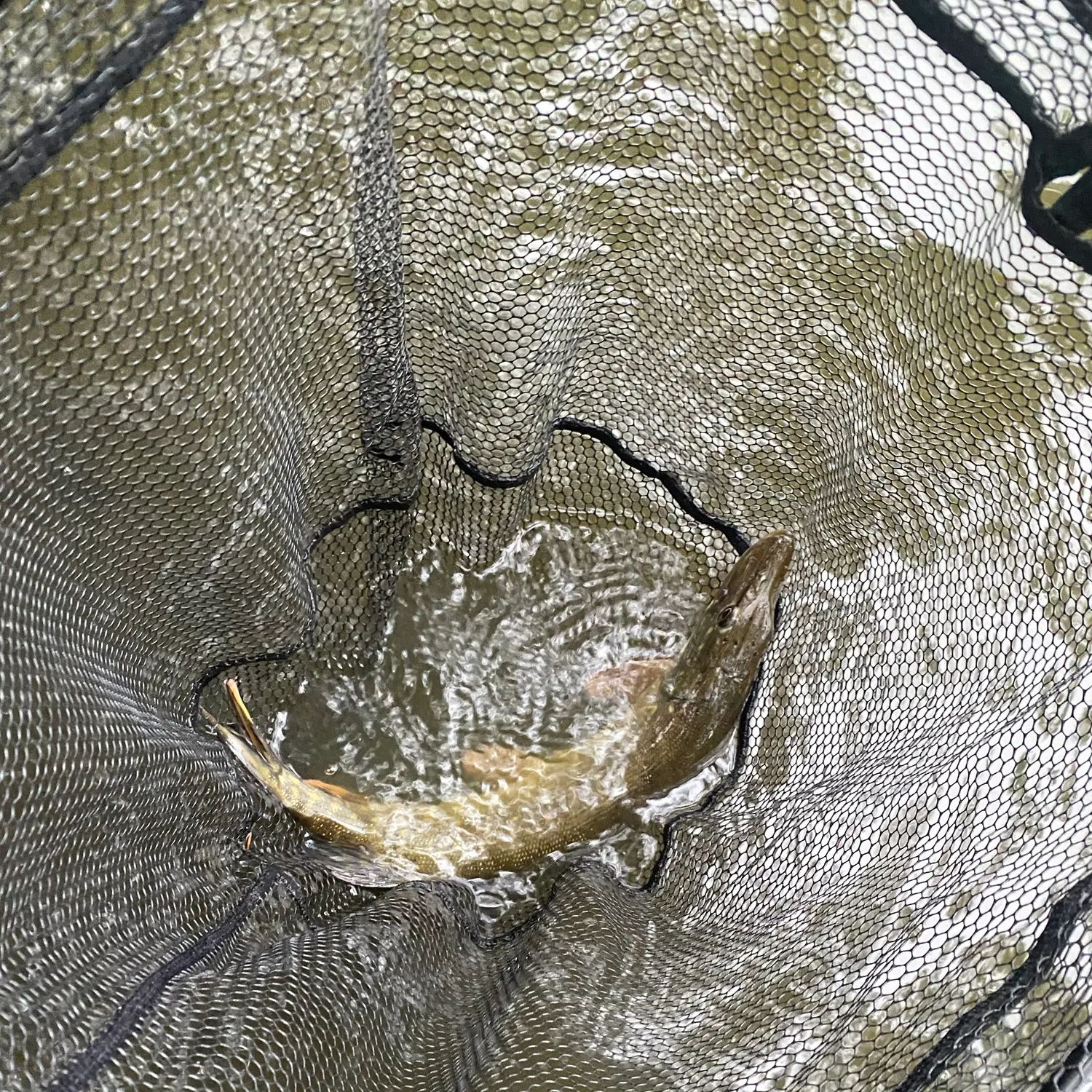 Northern pike caught on Fishbrain