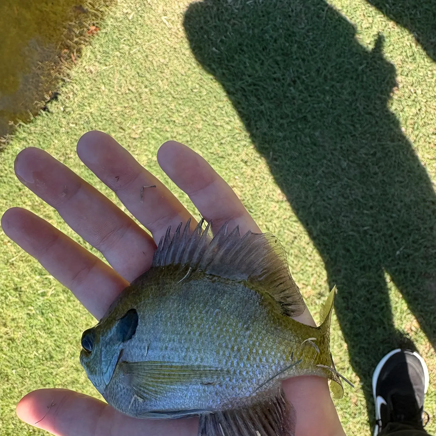 Bluegill caught on Fishbrain