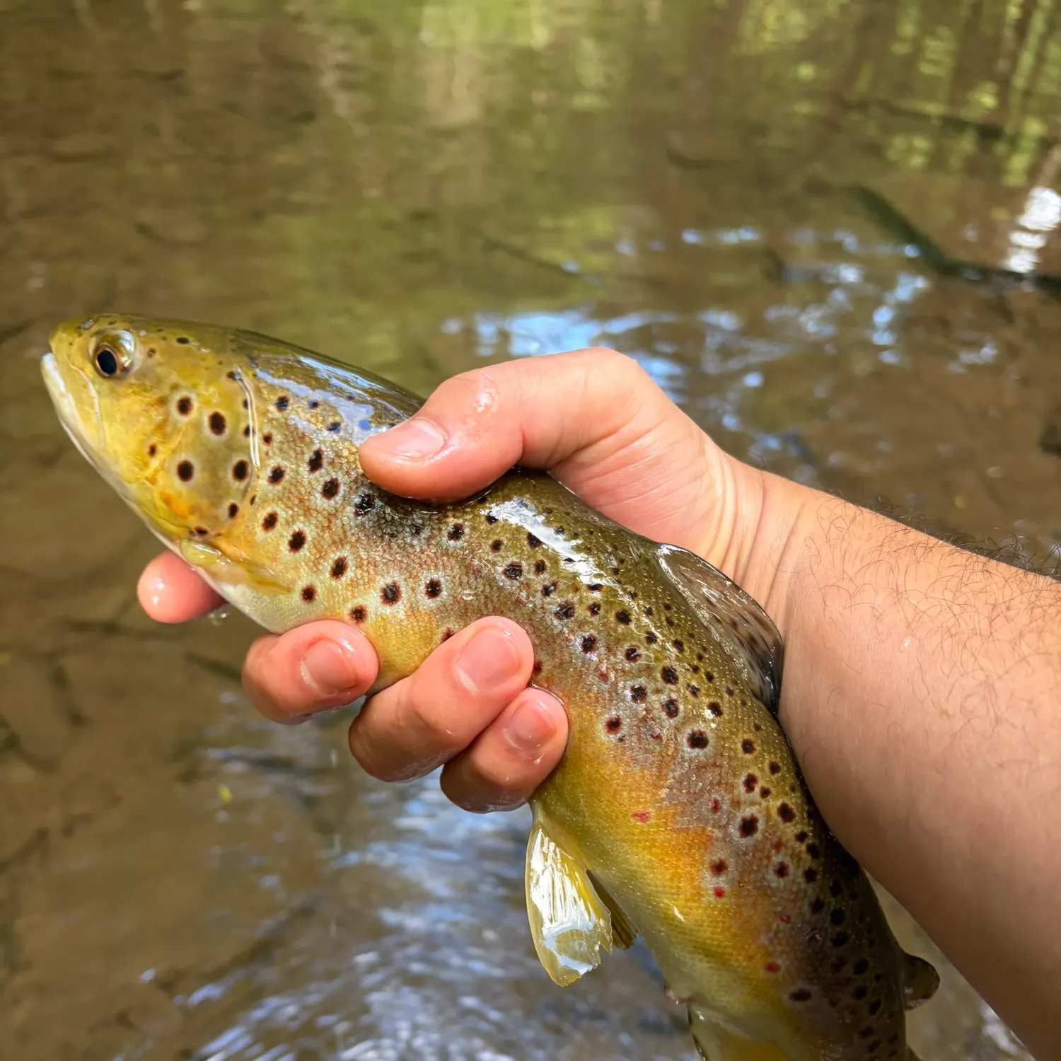 Brown trout caught on Fishbrain