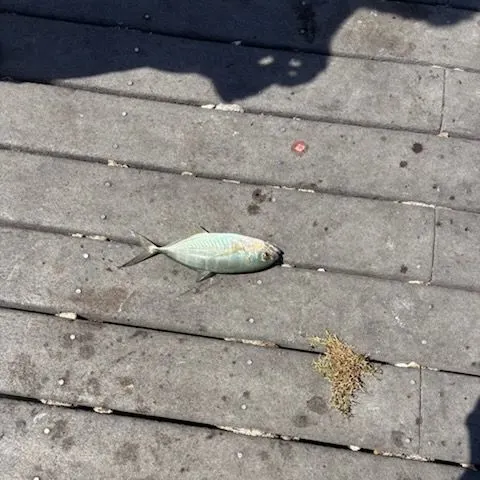 The most recent Blue runner catches on Fishbrain