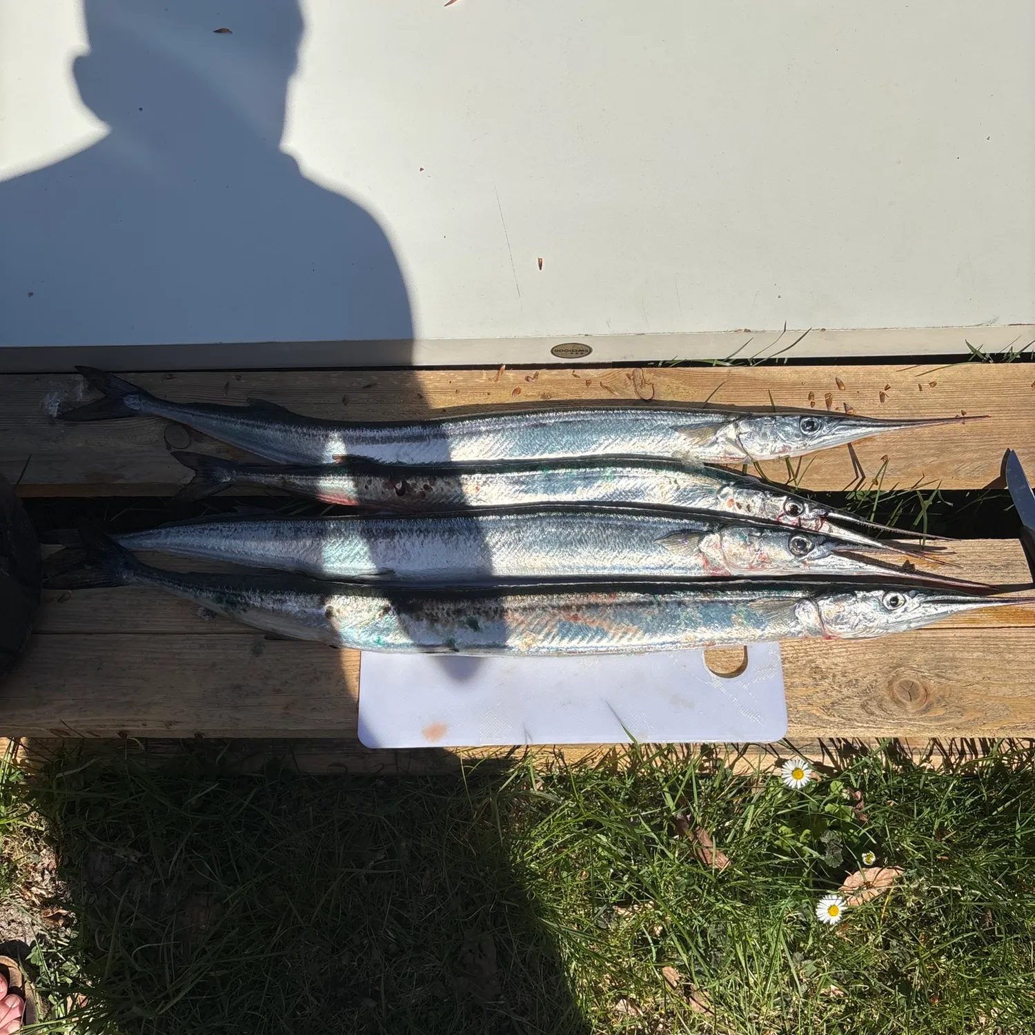 recently logged catches